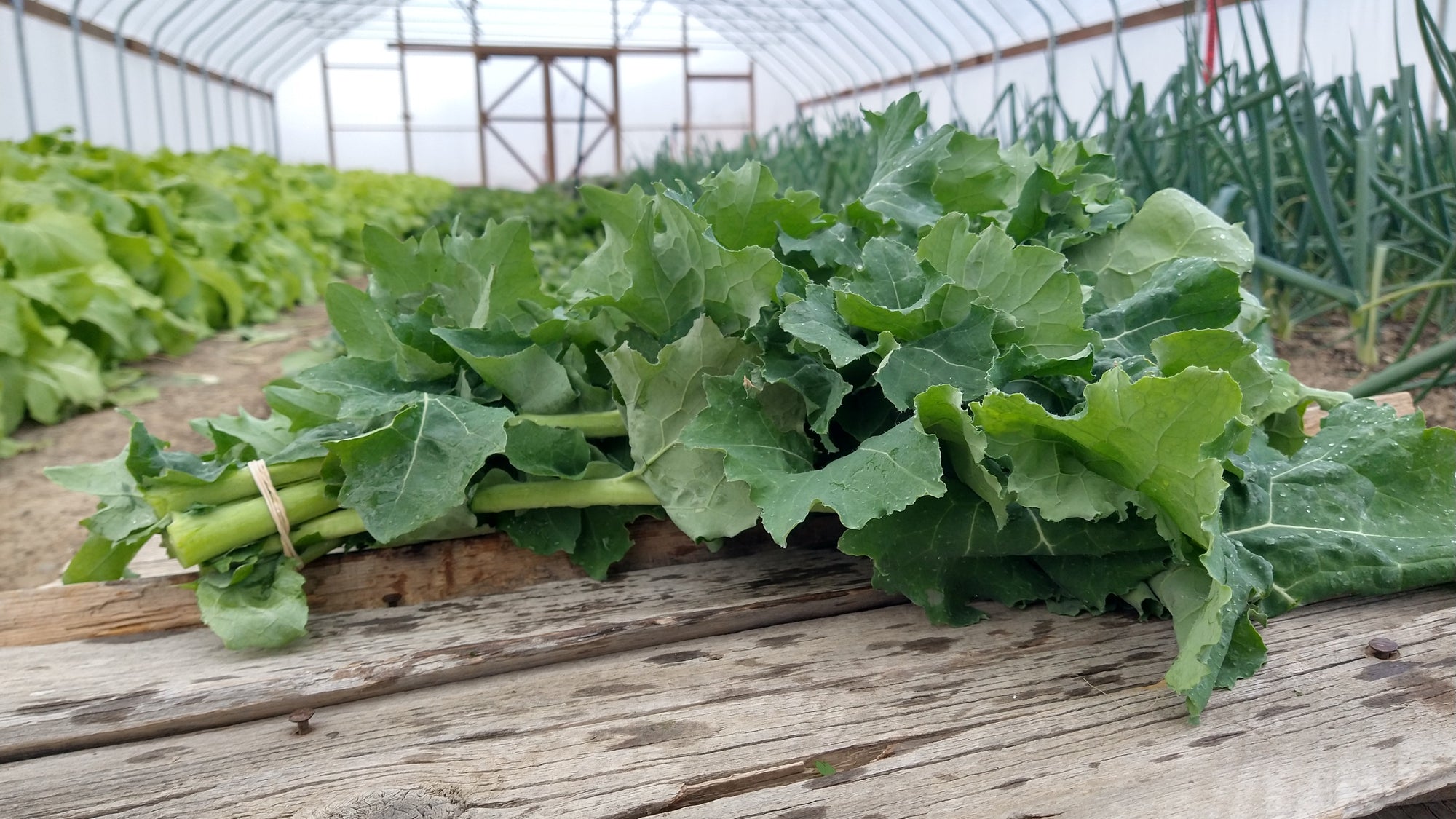 Zach's Kale (/bunch)