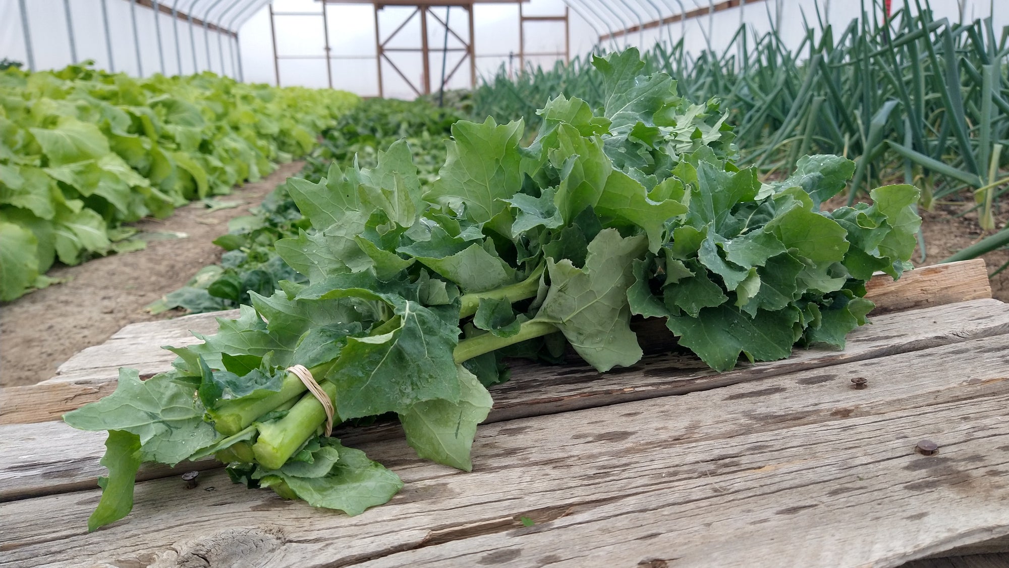 Zach's Kale (/bunch)