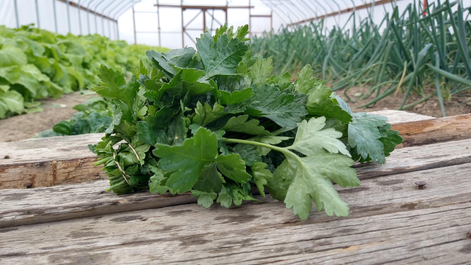 Zach's Parsley (/bunch)