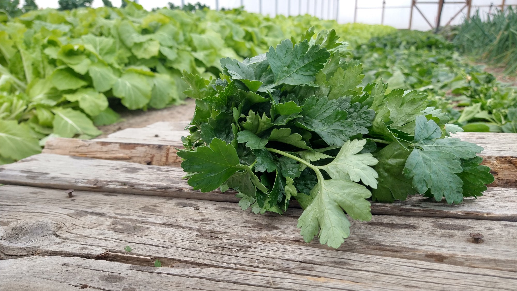 Zach's Parsley (/bunch)