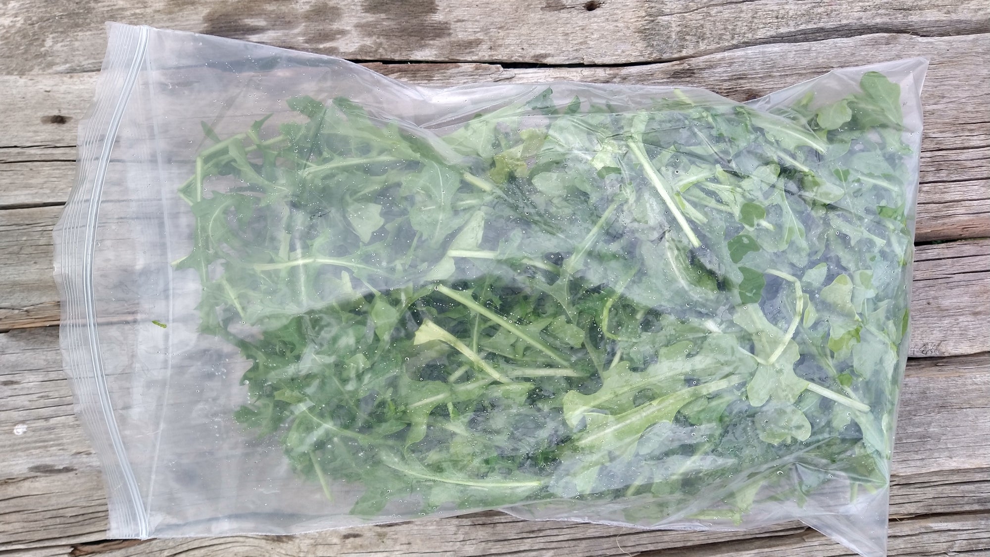 Zach's Arugula (/8oz)