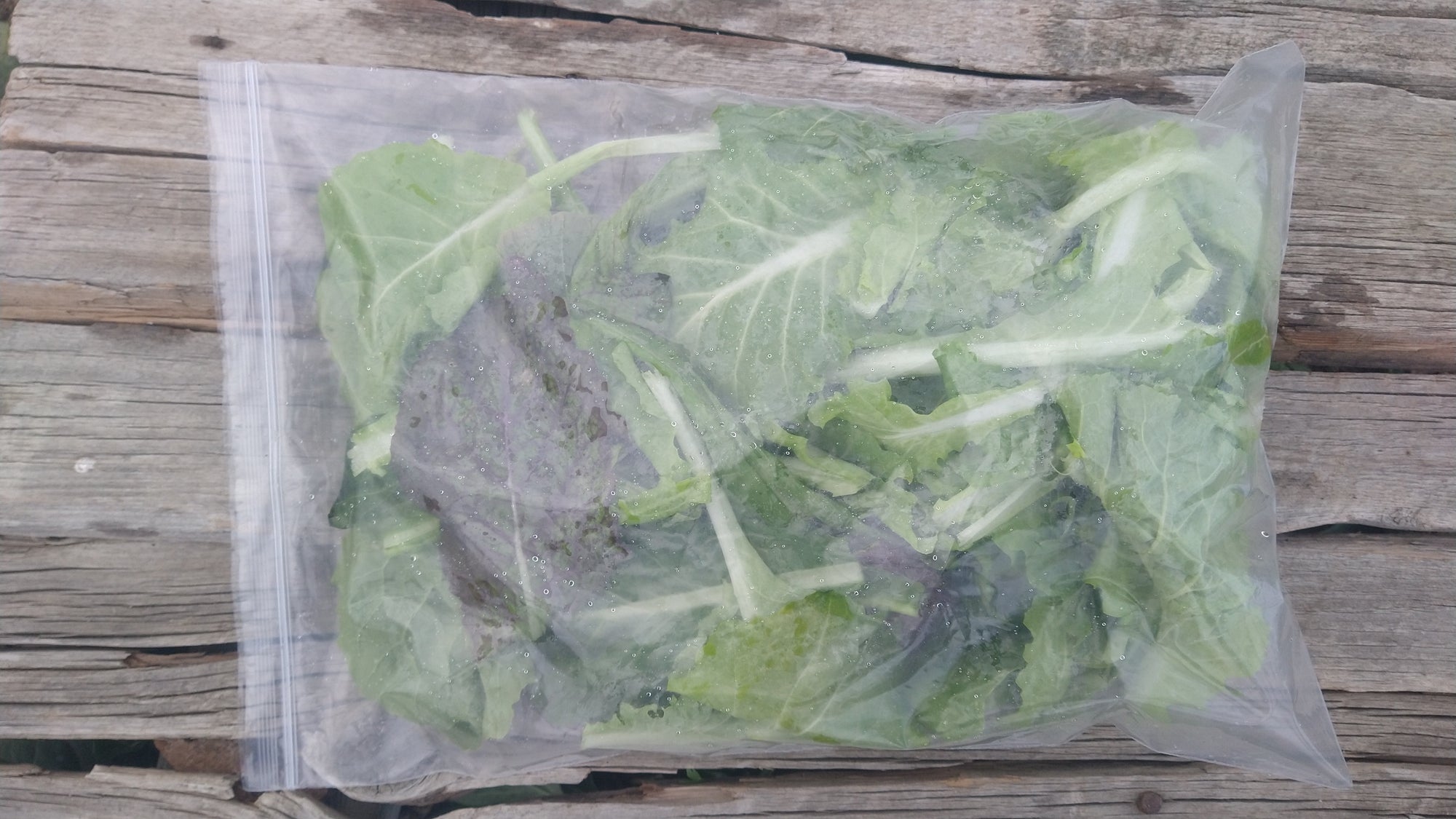 Zach's Salad Mix (/8oz or 16oz)