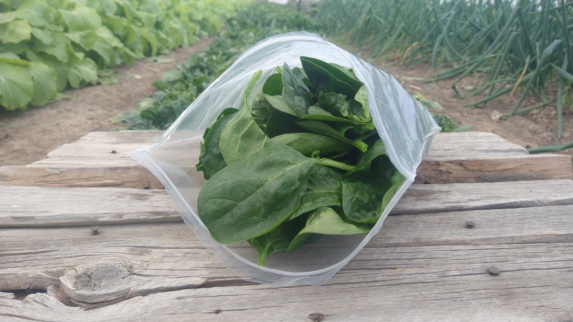 Zach's Spinach (/8oz or 16 oz bag)