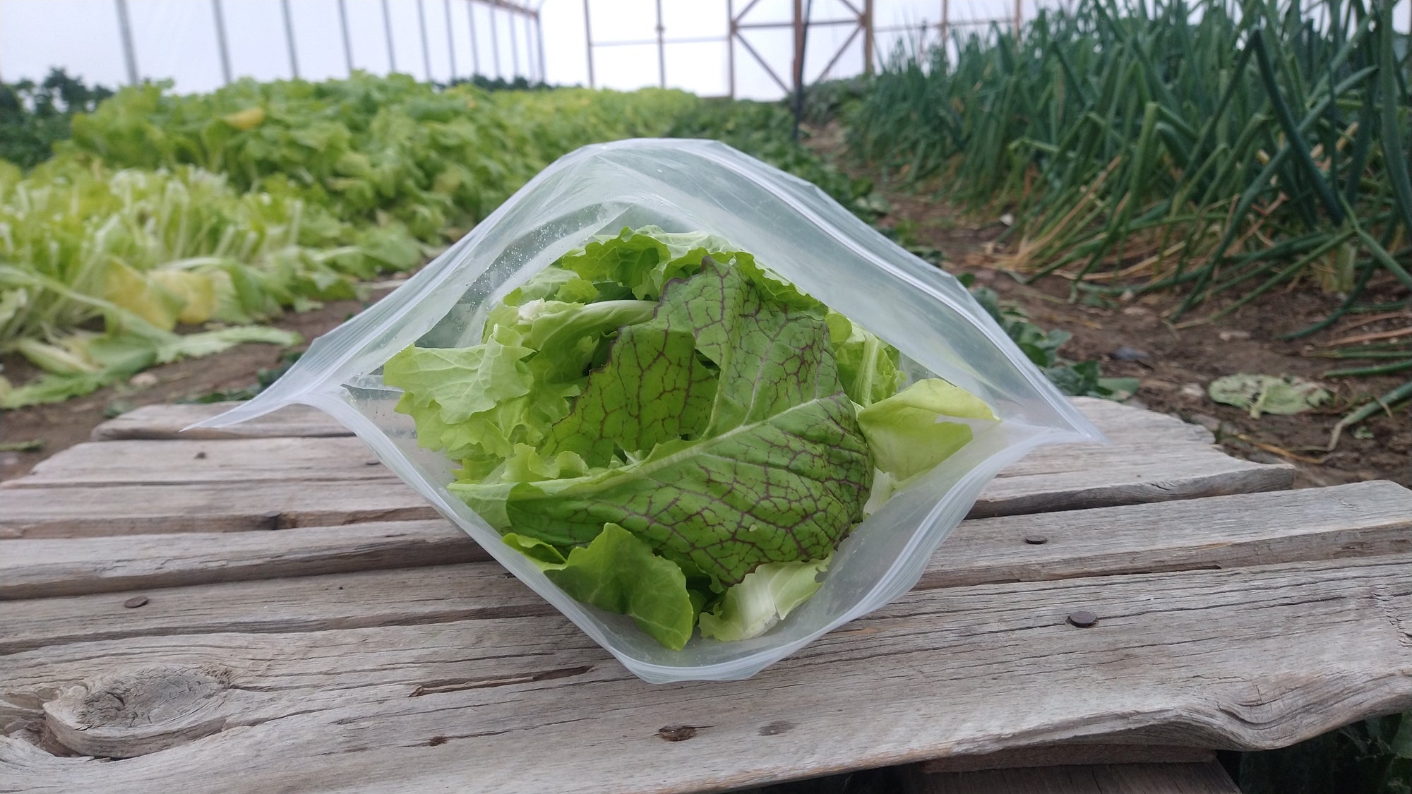 Zach's Salad Mix (/8oz or 16oz)