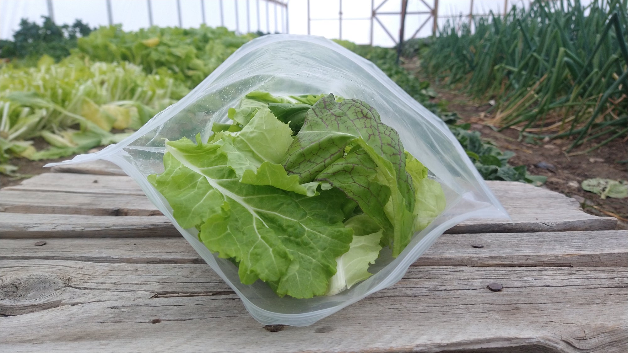 Zach's Salad Mix (/8oz or 16oz)