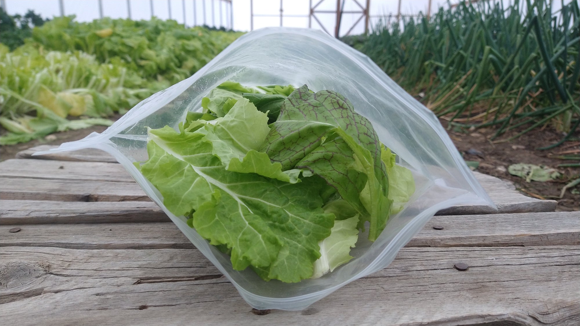 Zach's Salad Mix (/8oz or 16oz)