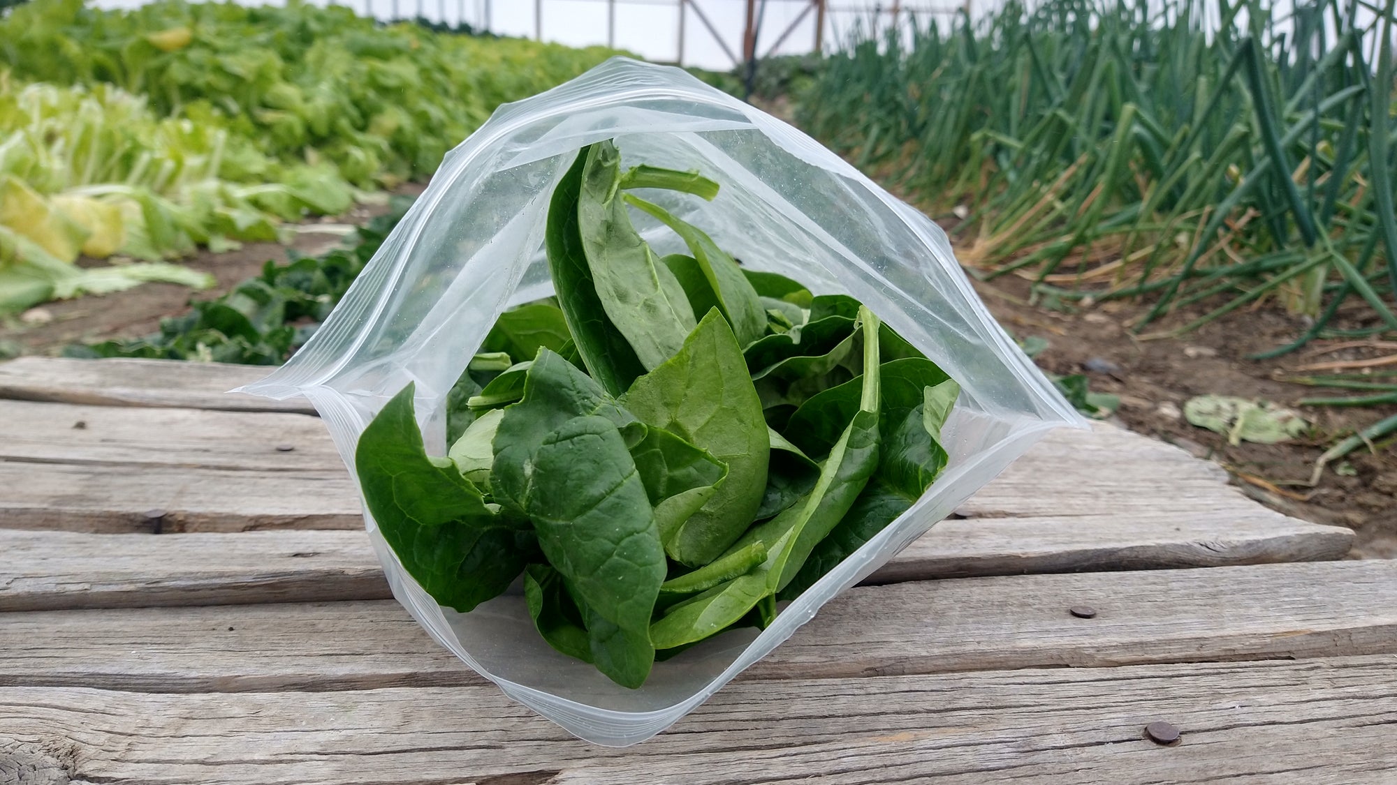 Zach's Spinach (/8oz or 16 oz bag)