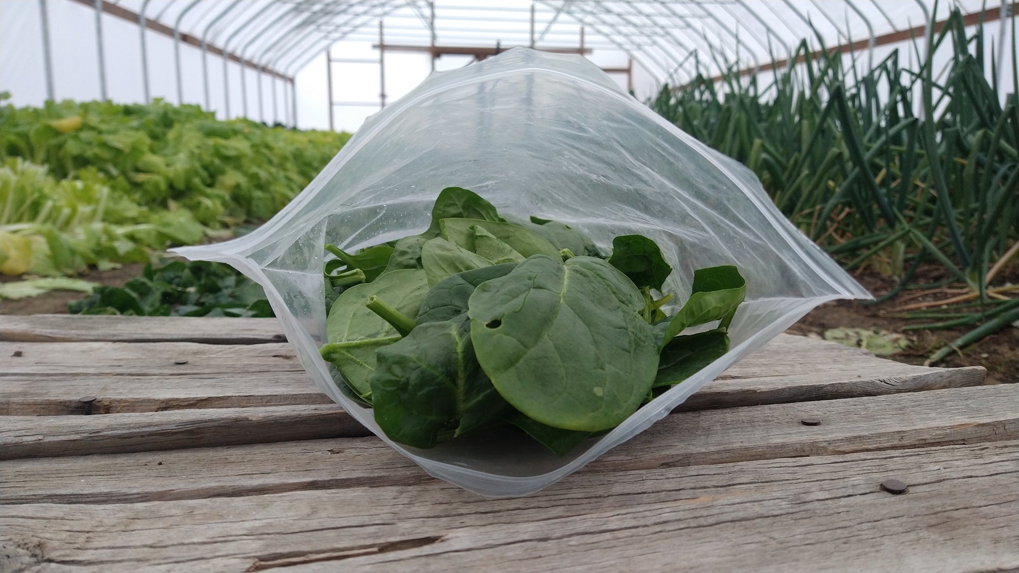 Zach's Spinach (/8oz or 16 oz bag)
