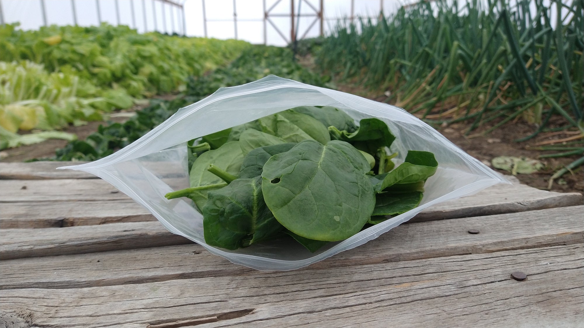 Zach's Spinach (/8oz or 16 oz bag)