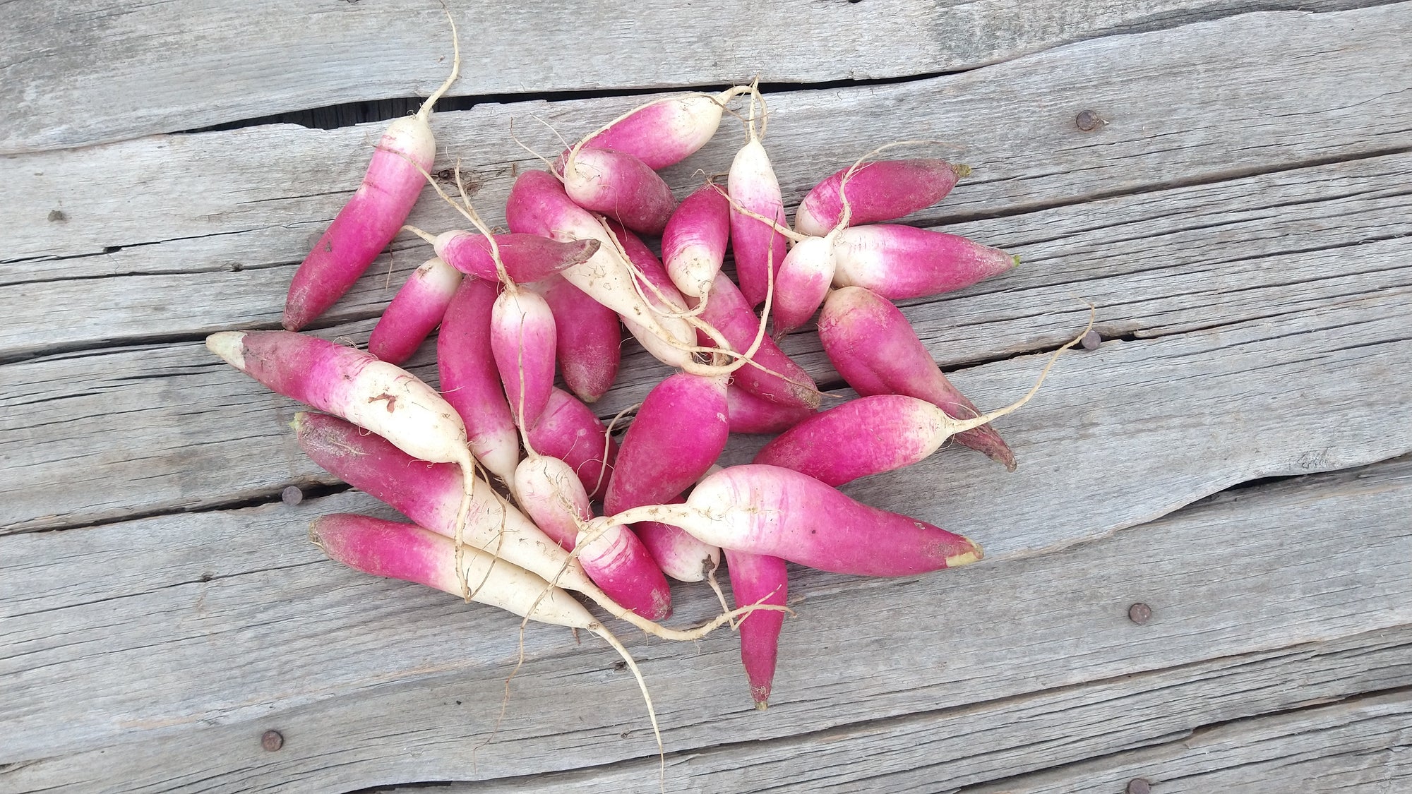 Zach's French Breakfast Radishes (/bunch)