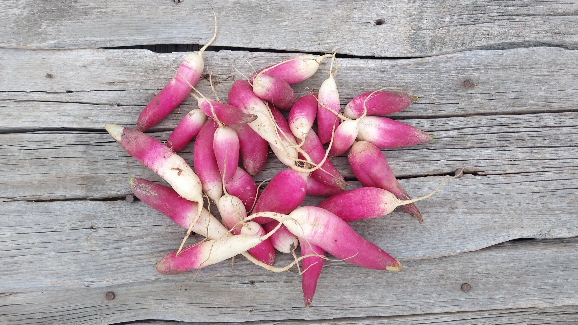 Zach's French Breakfast Radishes (/bunch)