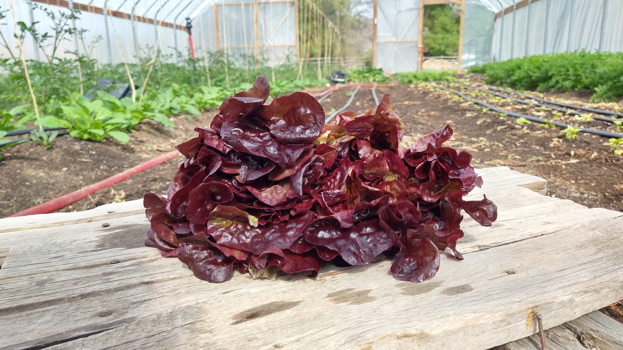 Zach's Lettuce: Red Leaf (/head)
