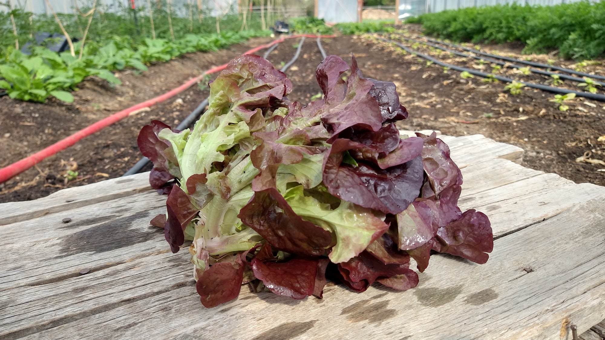 Zach's Lettuce: Red Leaf (/head)