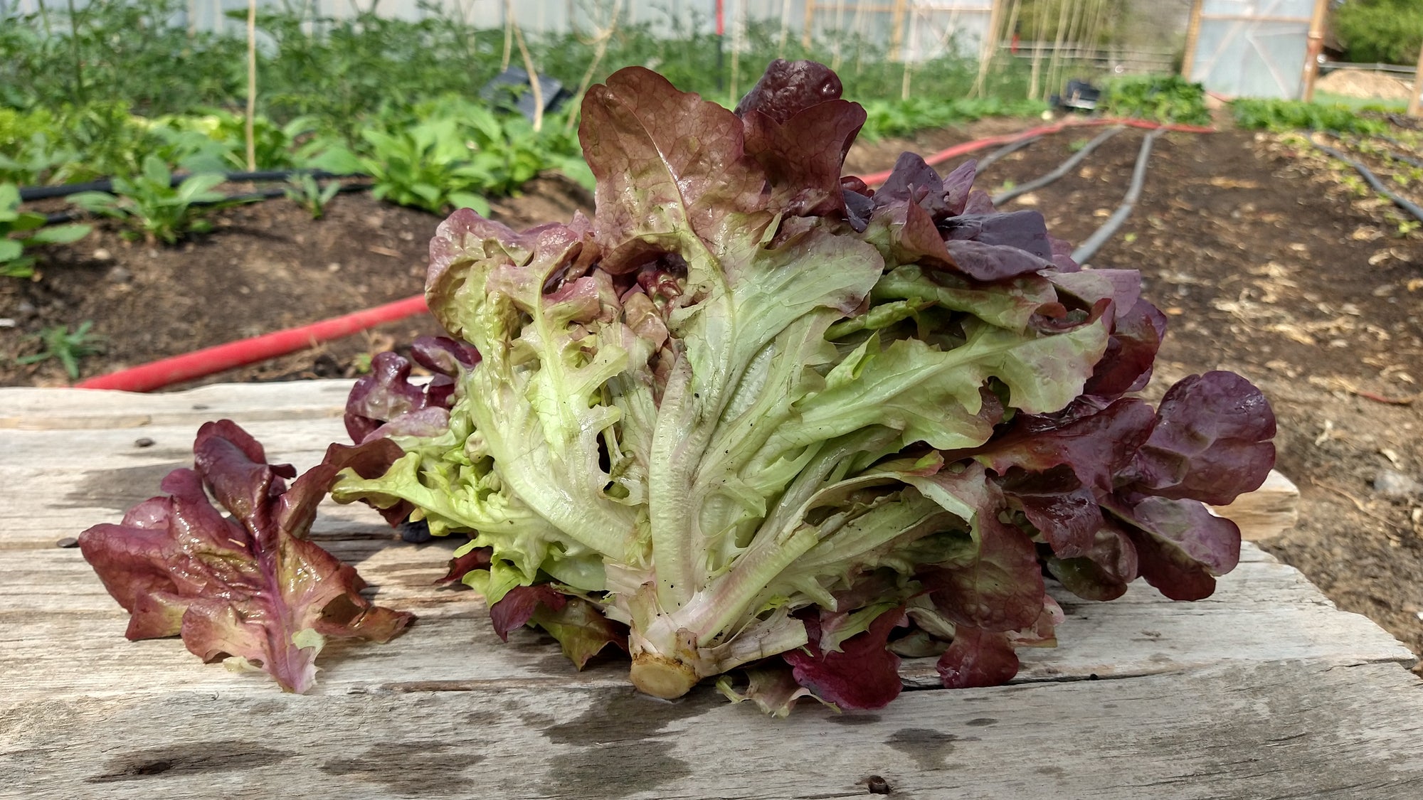 Zach's Lettuce: Red Leaf (/head)
