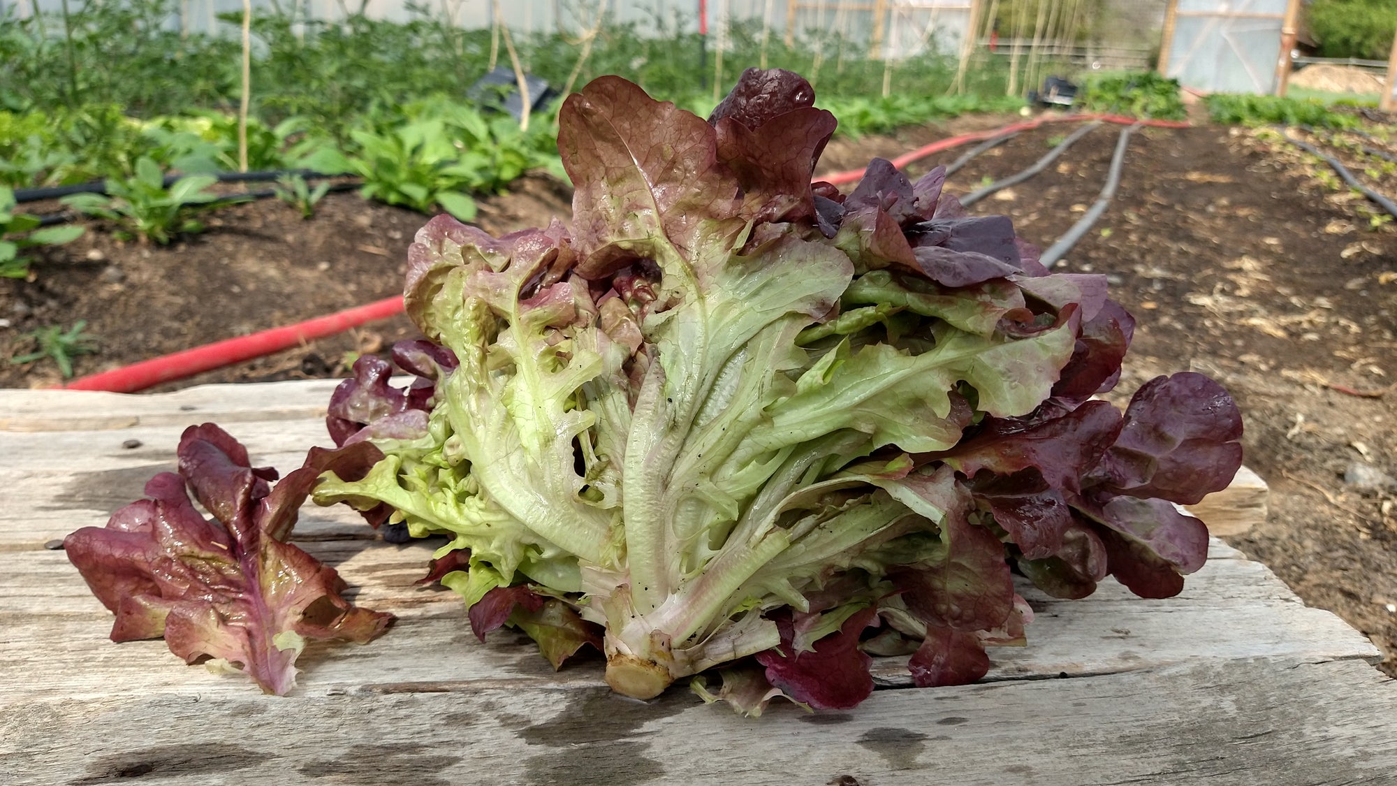 Zach's Lettuce: Red Leaf (/head)