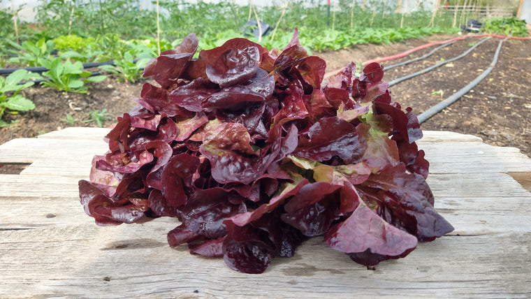 Zach's Lettuce: Red Leaf (/head)