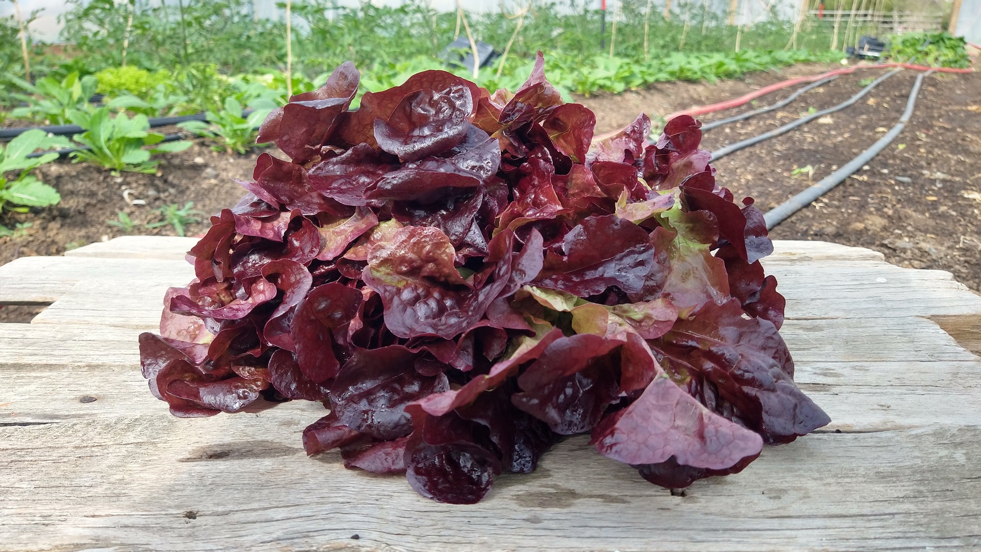 Zach's Lettuce: Red Leaf (/head)