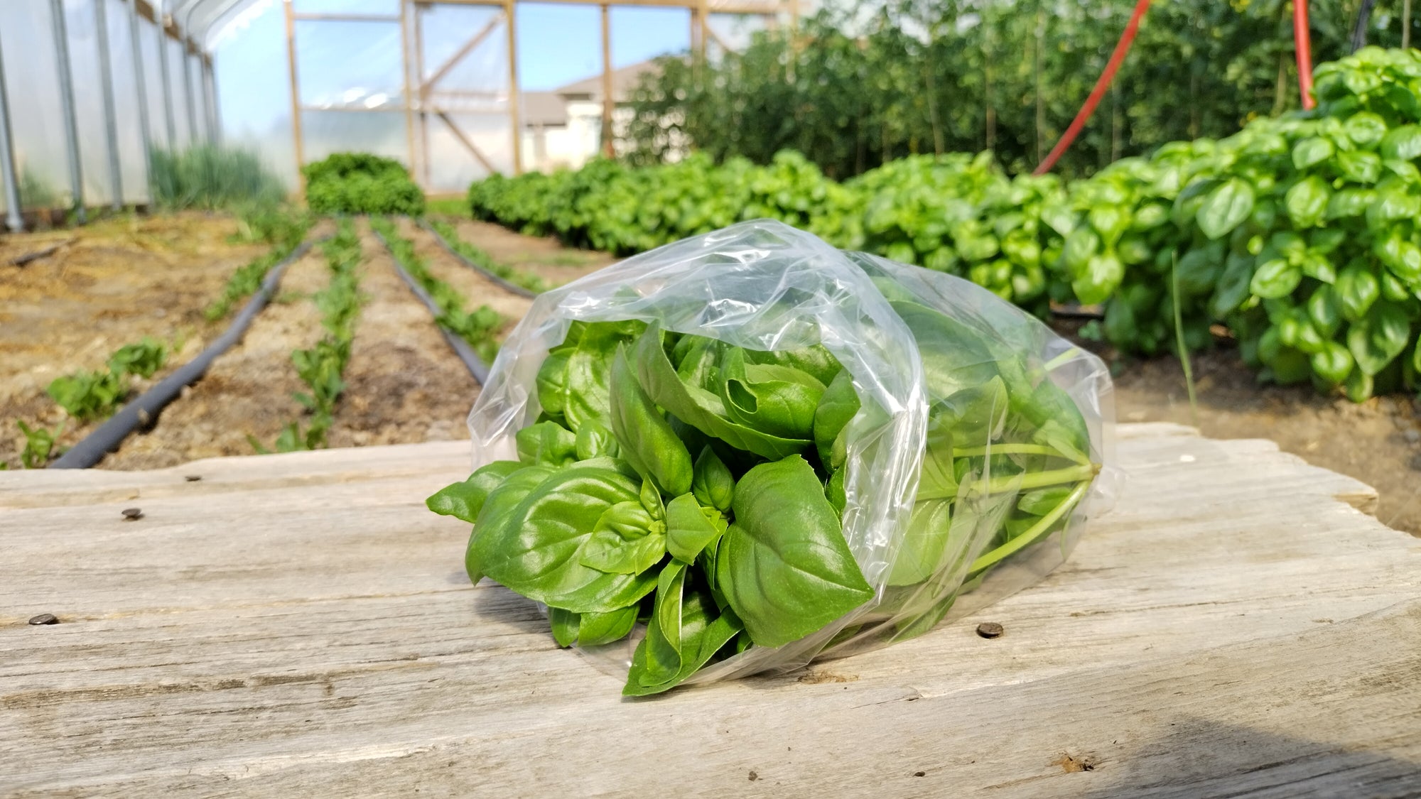 Zach's Basil (/3 oz bag)