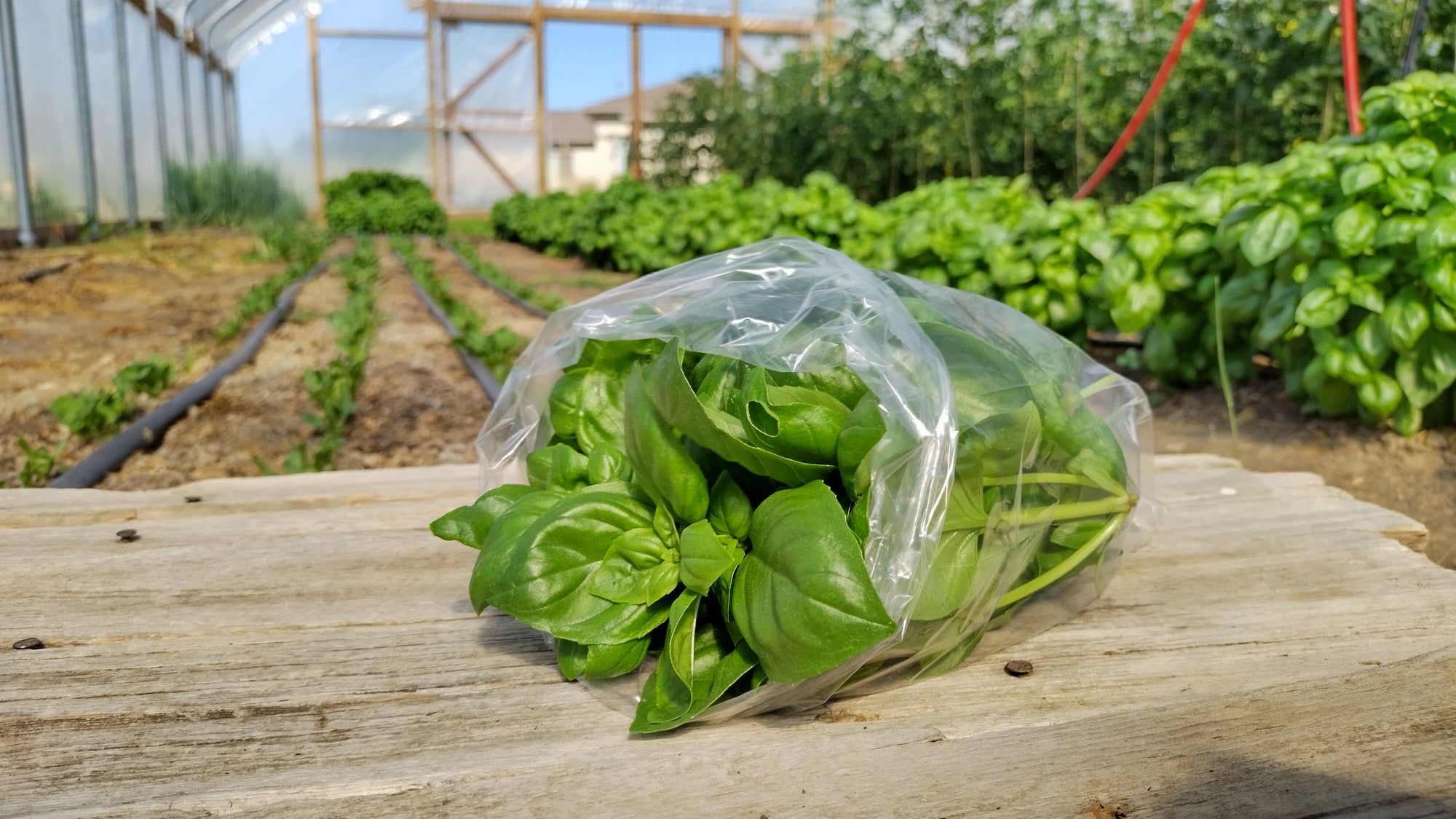 Zach's Basil (/3 oz bag)