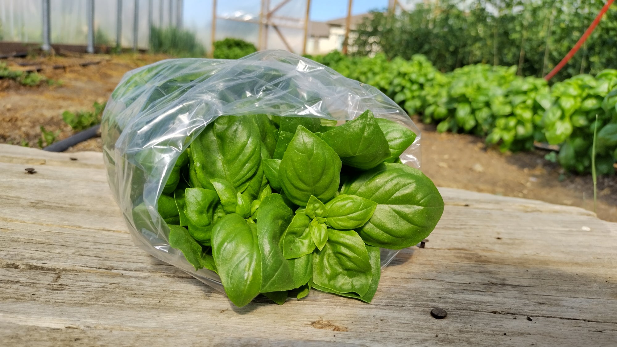 Zach's Basil (/3 oz bag)