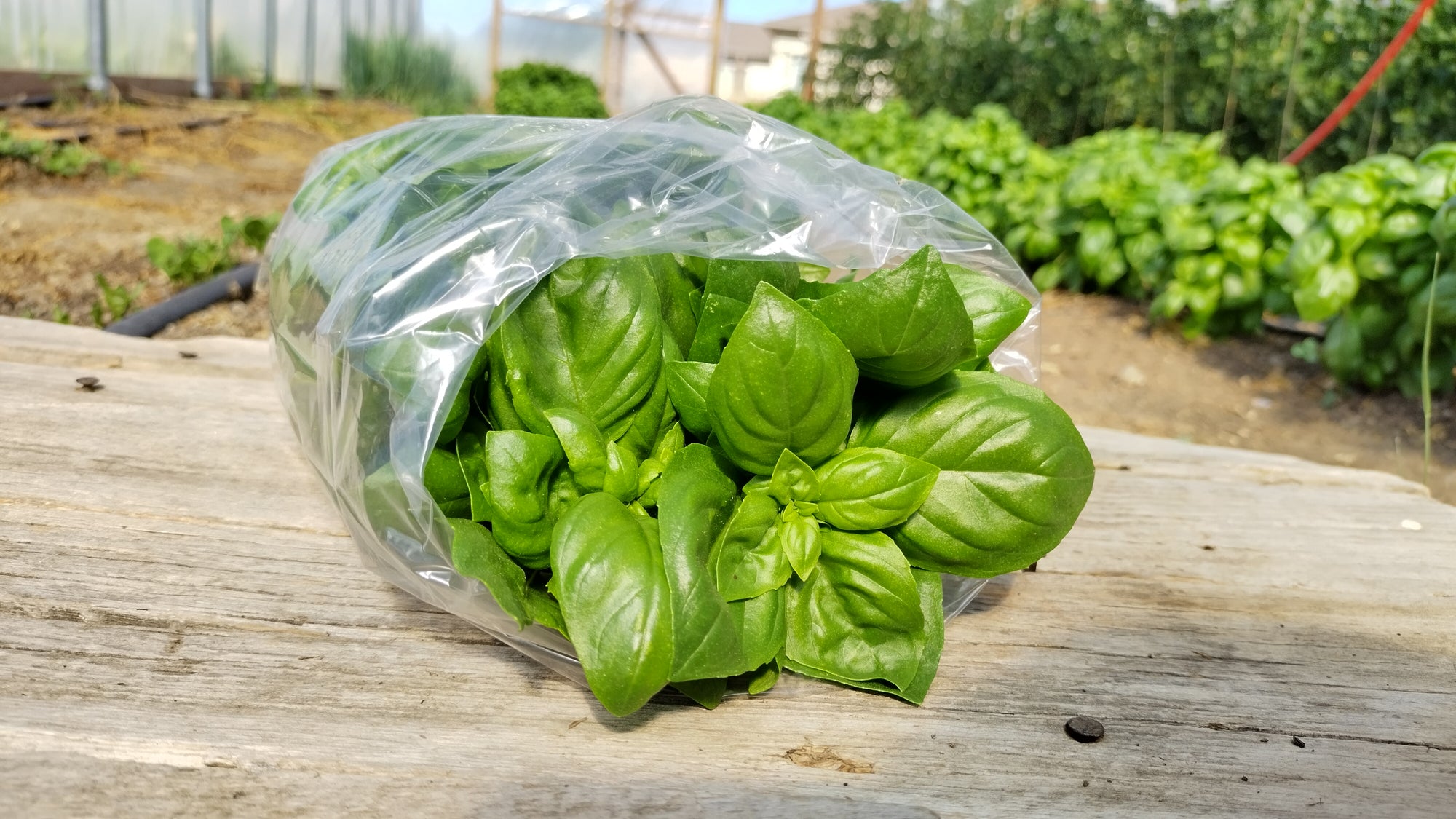 Zach's Basil (/3 oz bag)