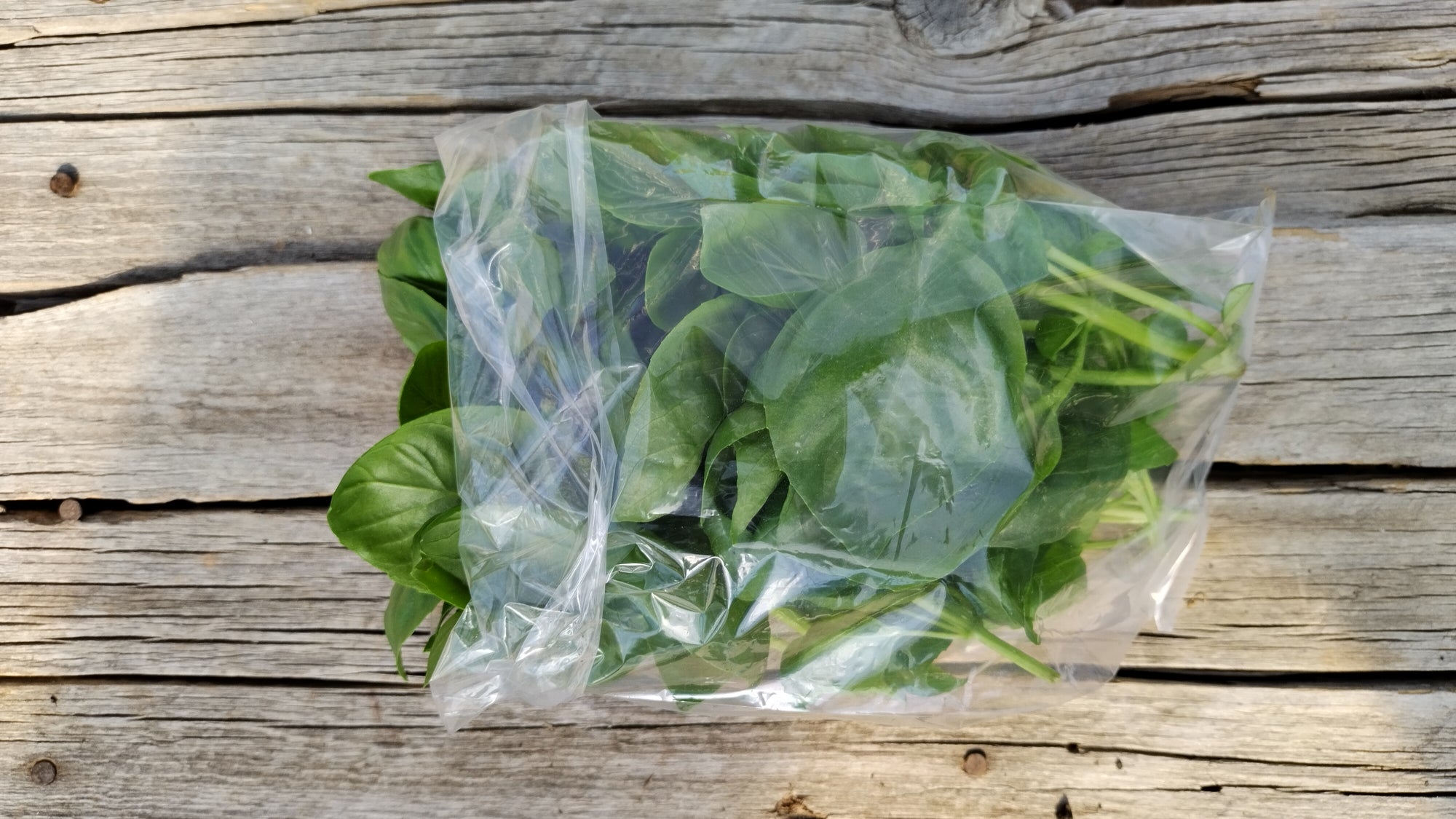 Zach's Basil (/3 oz bag)