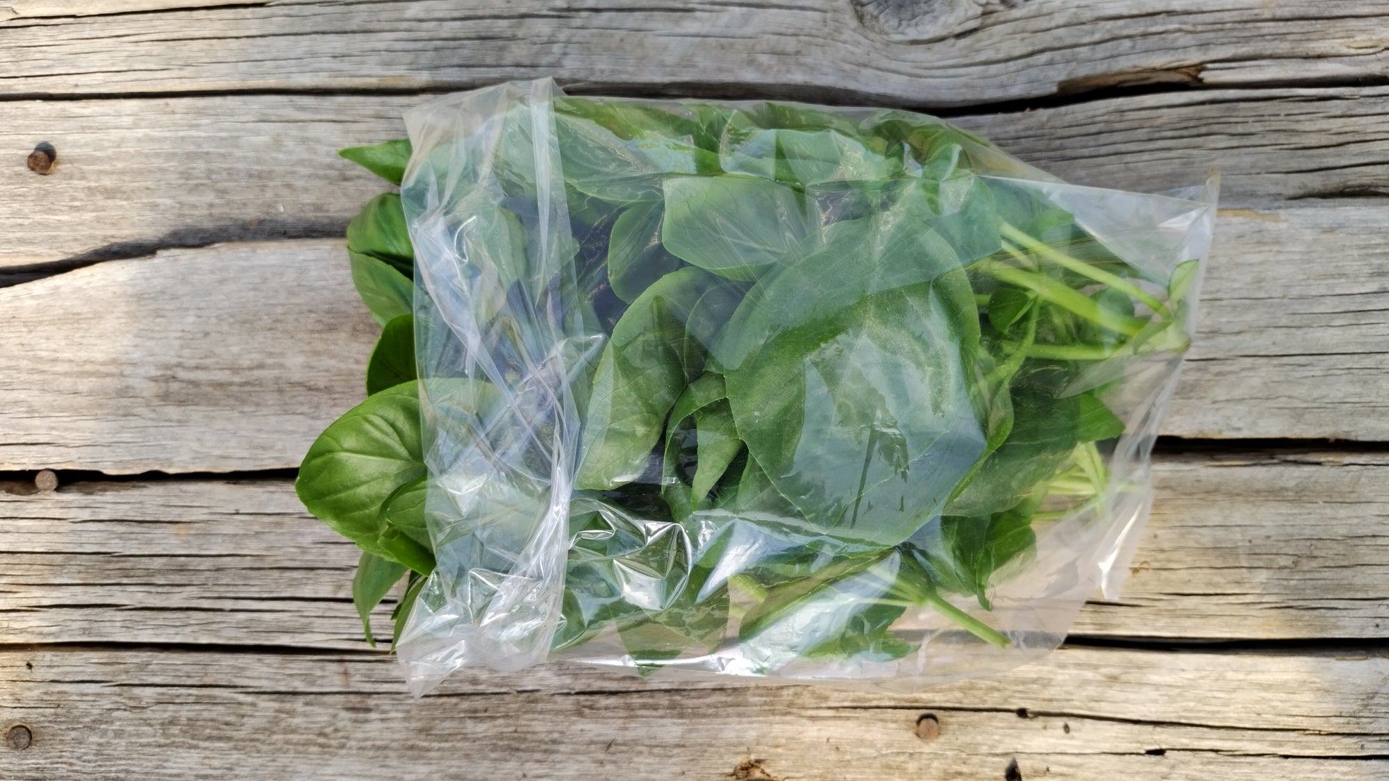 Zach's Basil (/3 oz bag)