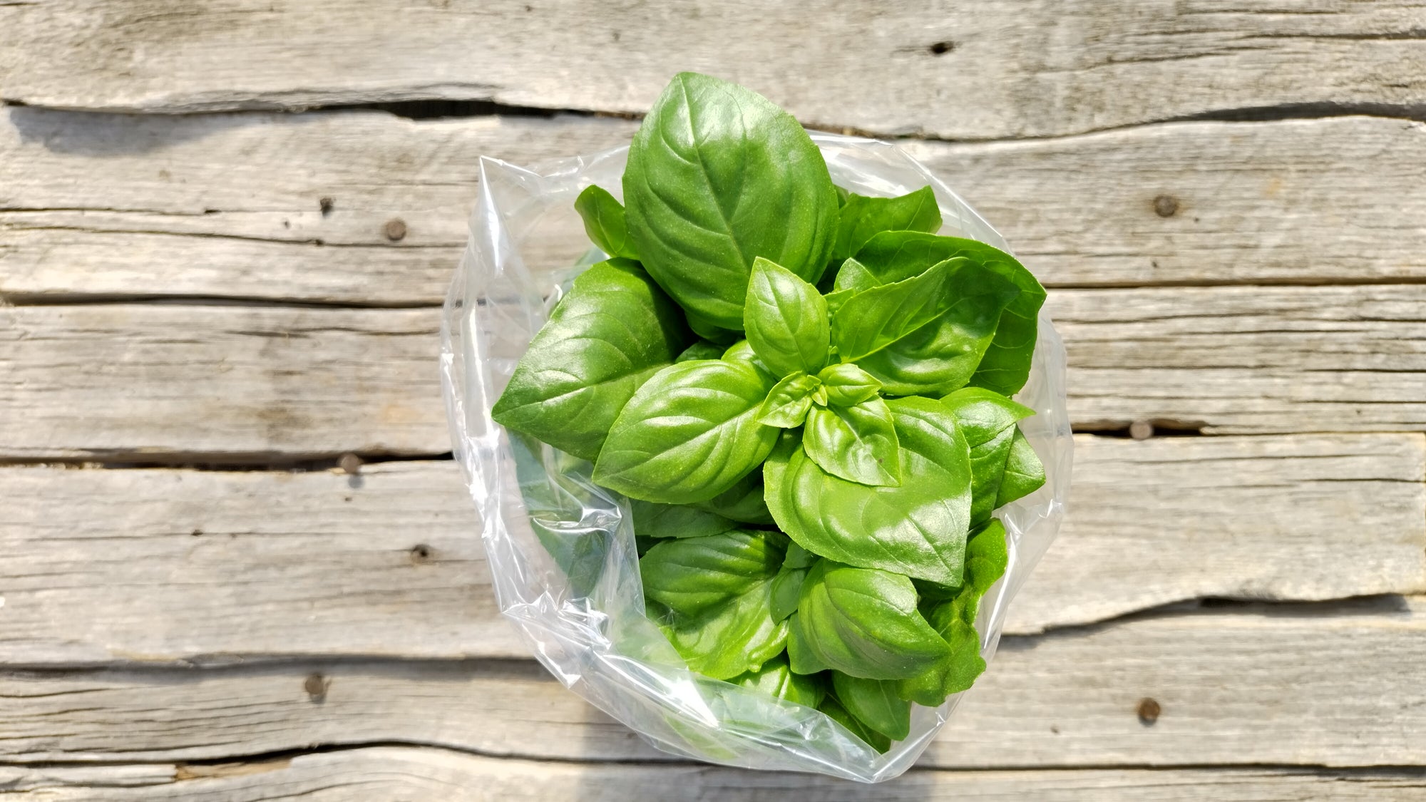 Zach's Basil (/3 oz bag)