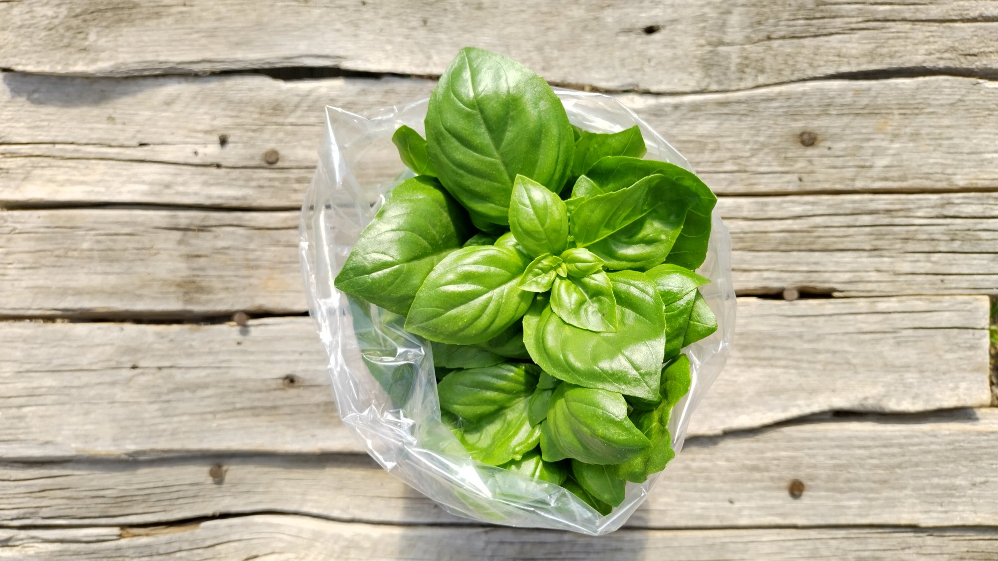 Zach's Basil (/3 oz bag)