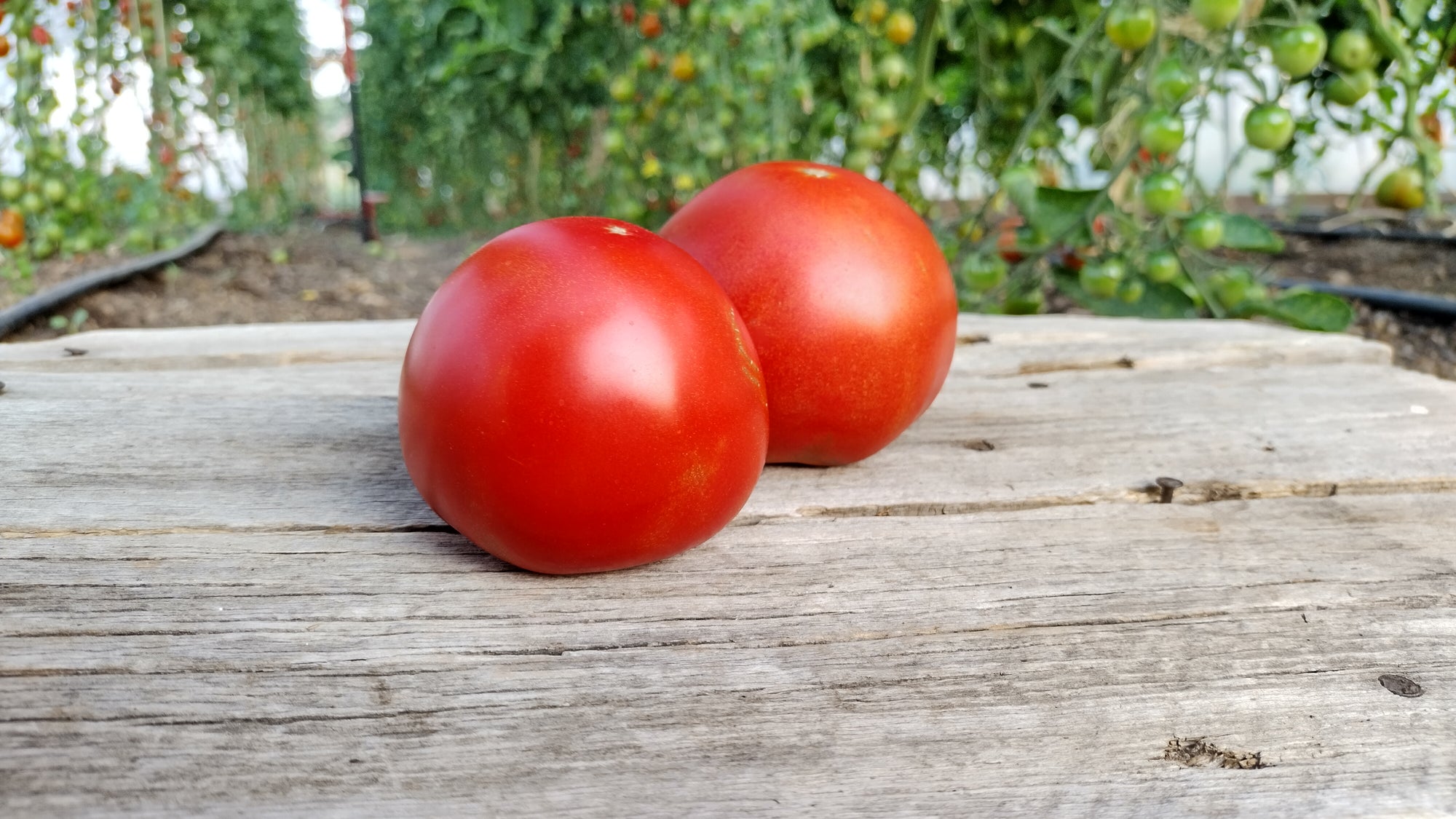 Zach's Slicer Tomatoes (/lb)