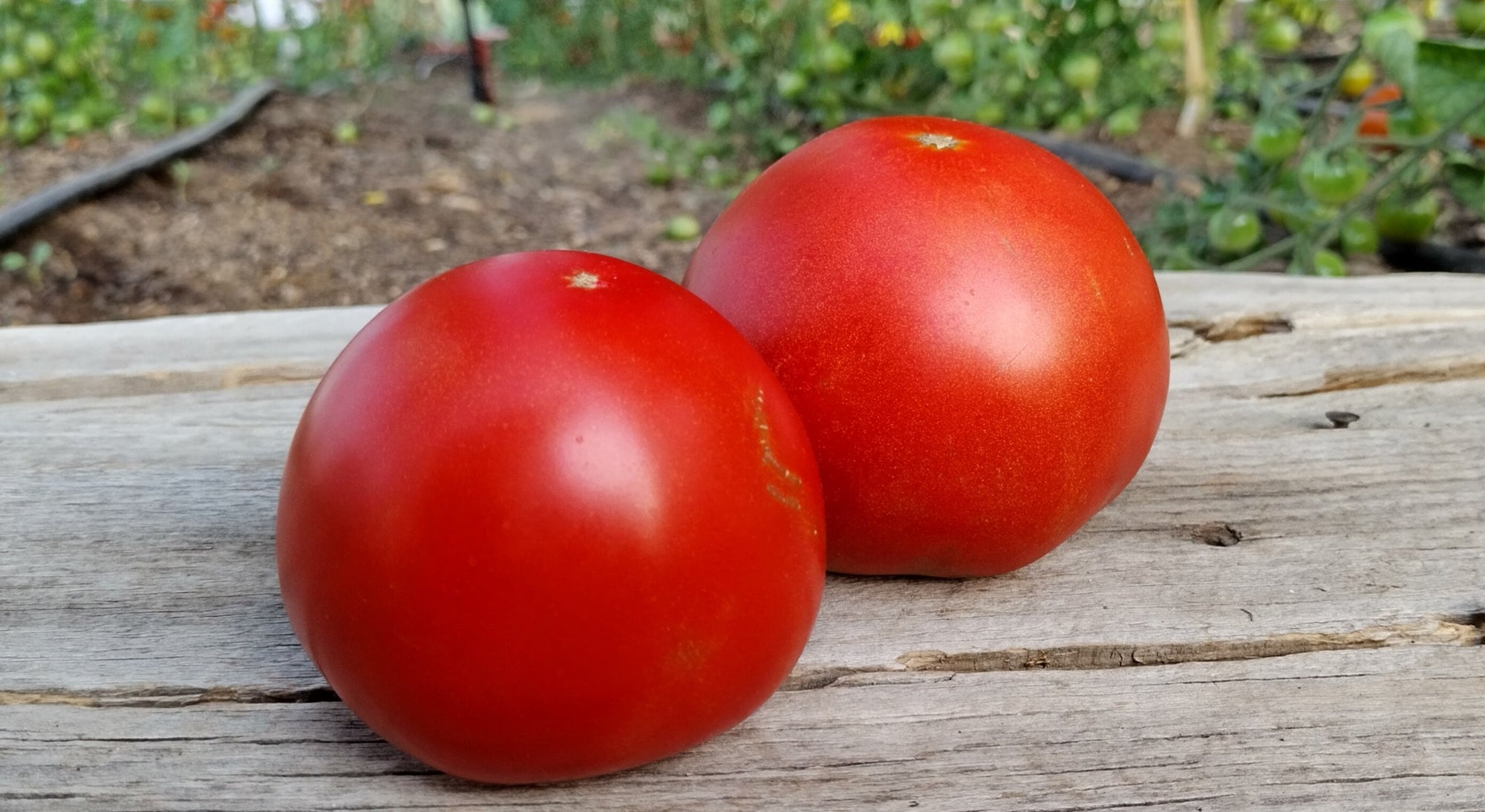 Zach's Slicer Tomatoes (/lb)