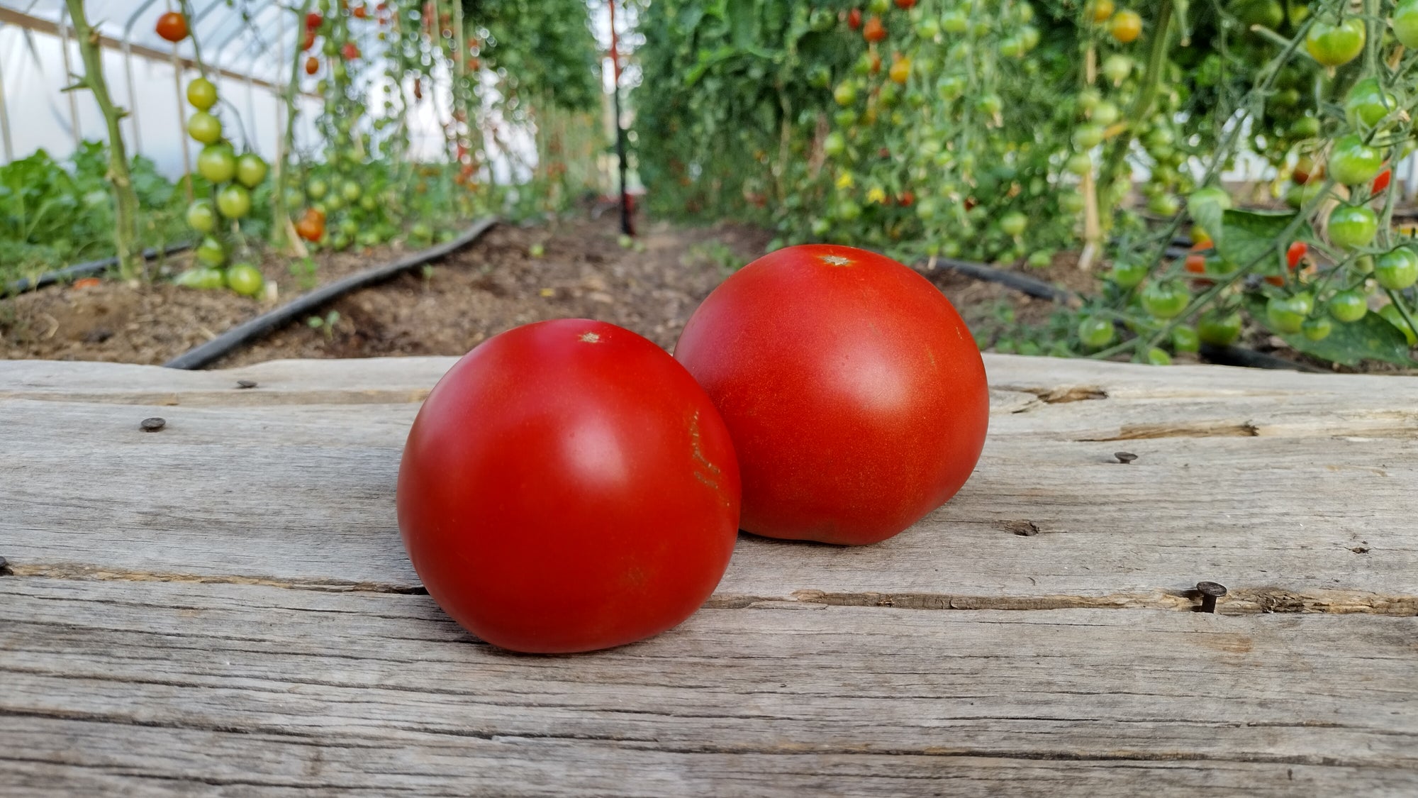 Zach's Slicer Tomatoes (/lb)