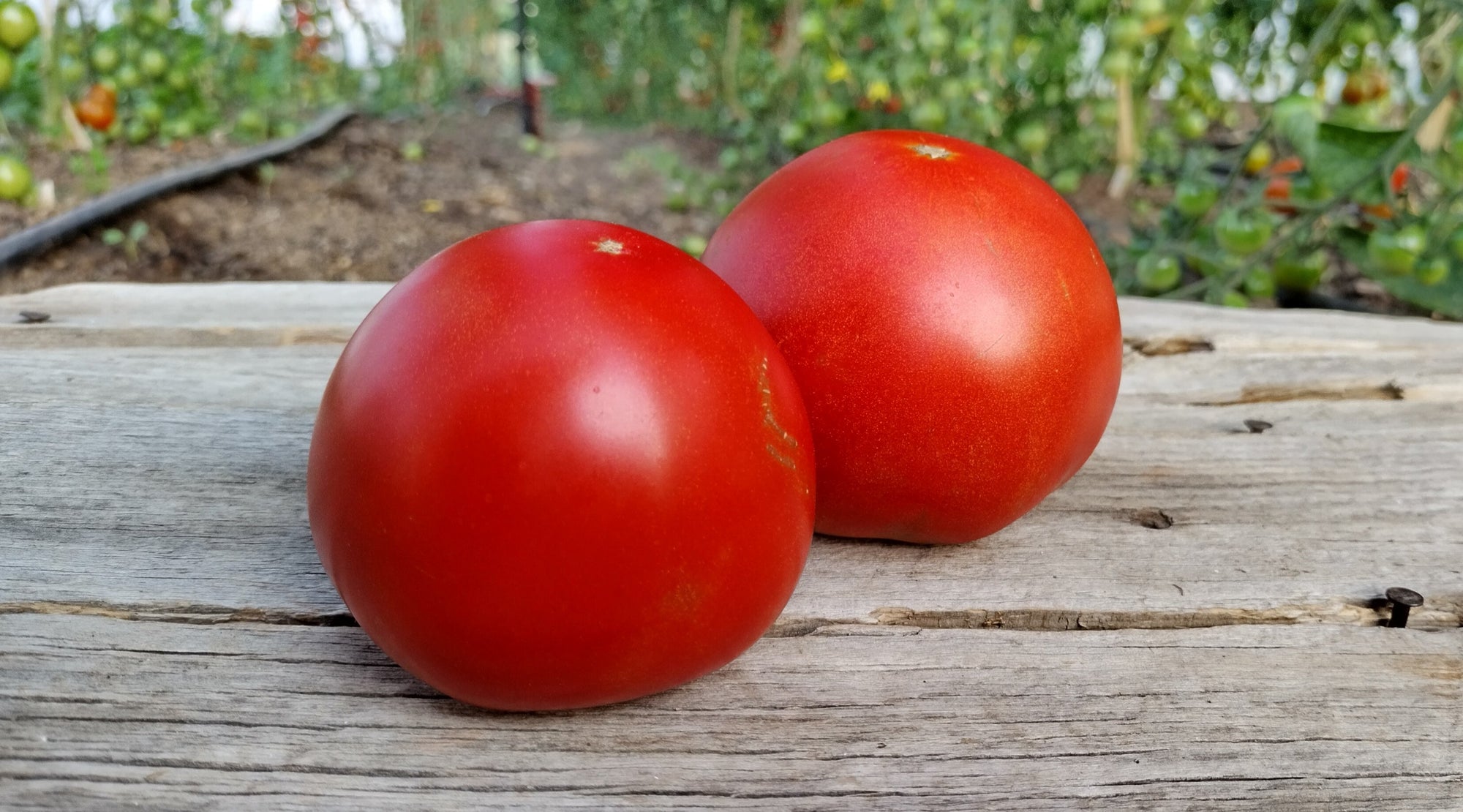 Zach's Slicer Tomatoes (/lb)