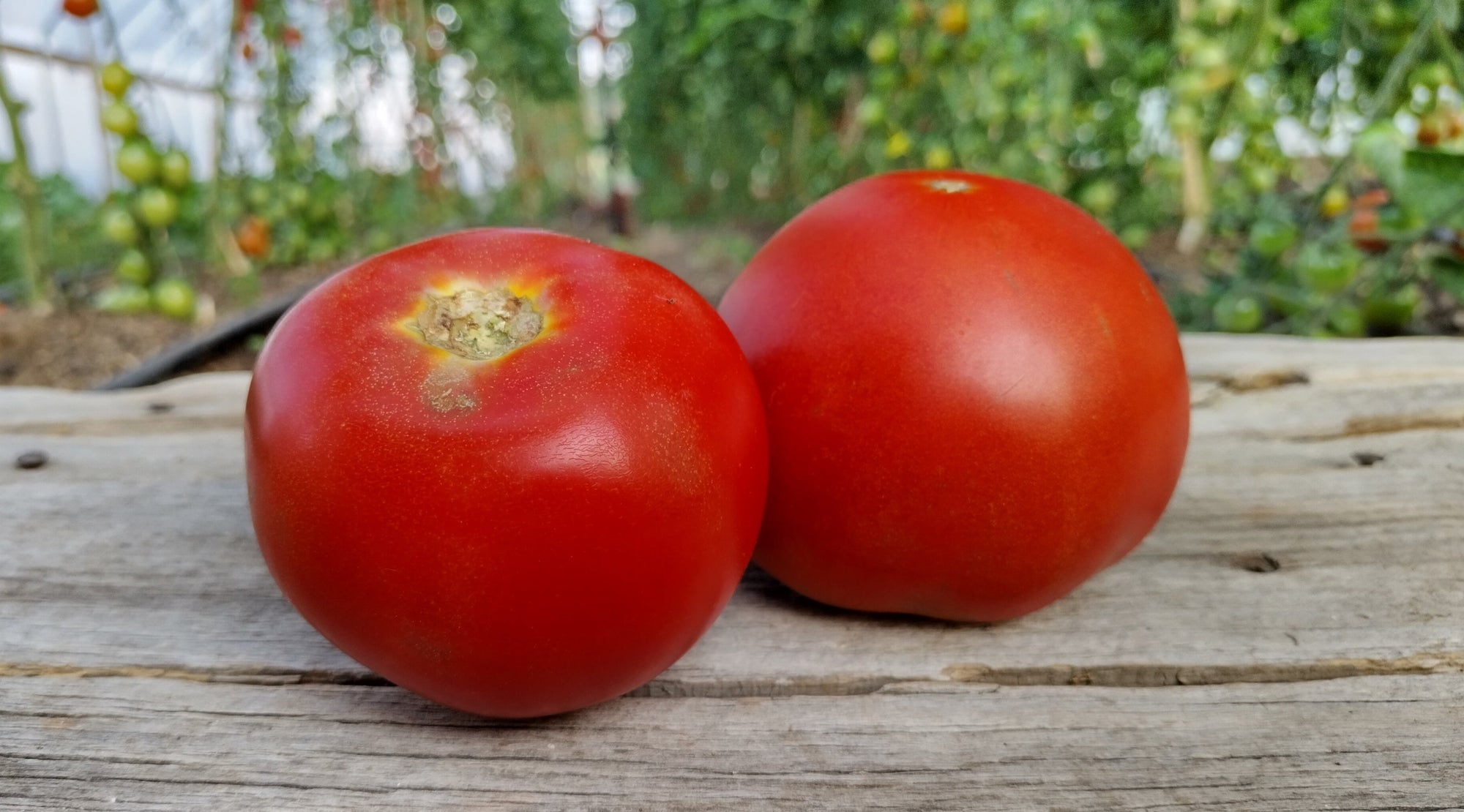 Zach's Slicer Tomatoes (/lb)