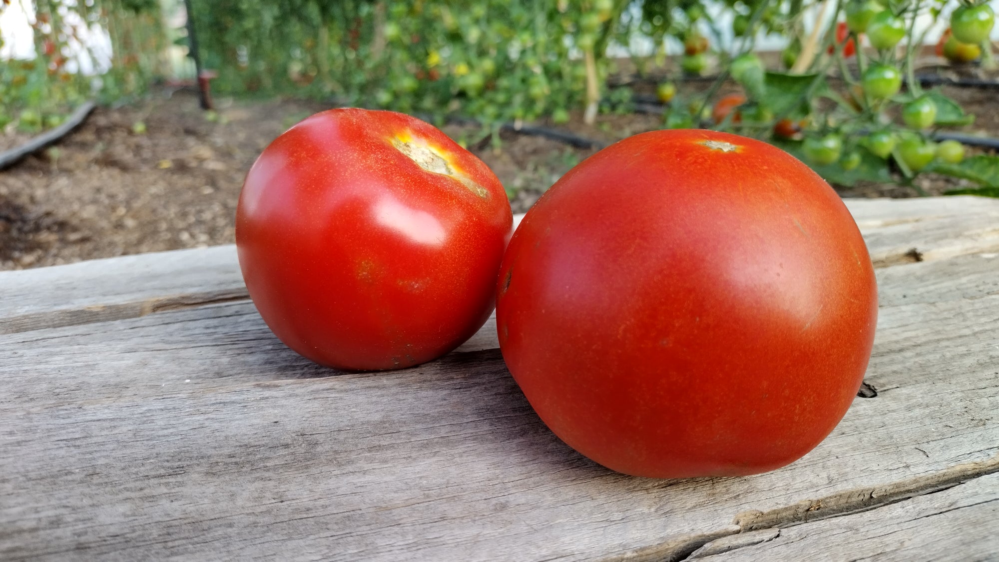 Zach's Slicer Tomatoes (/lb)