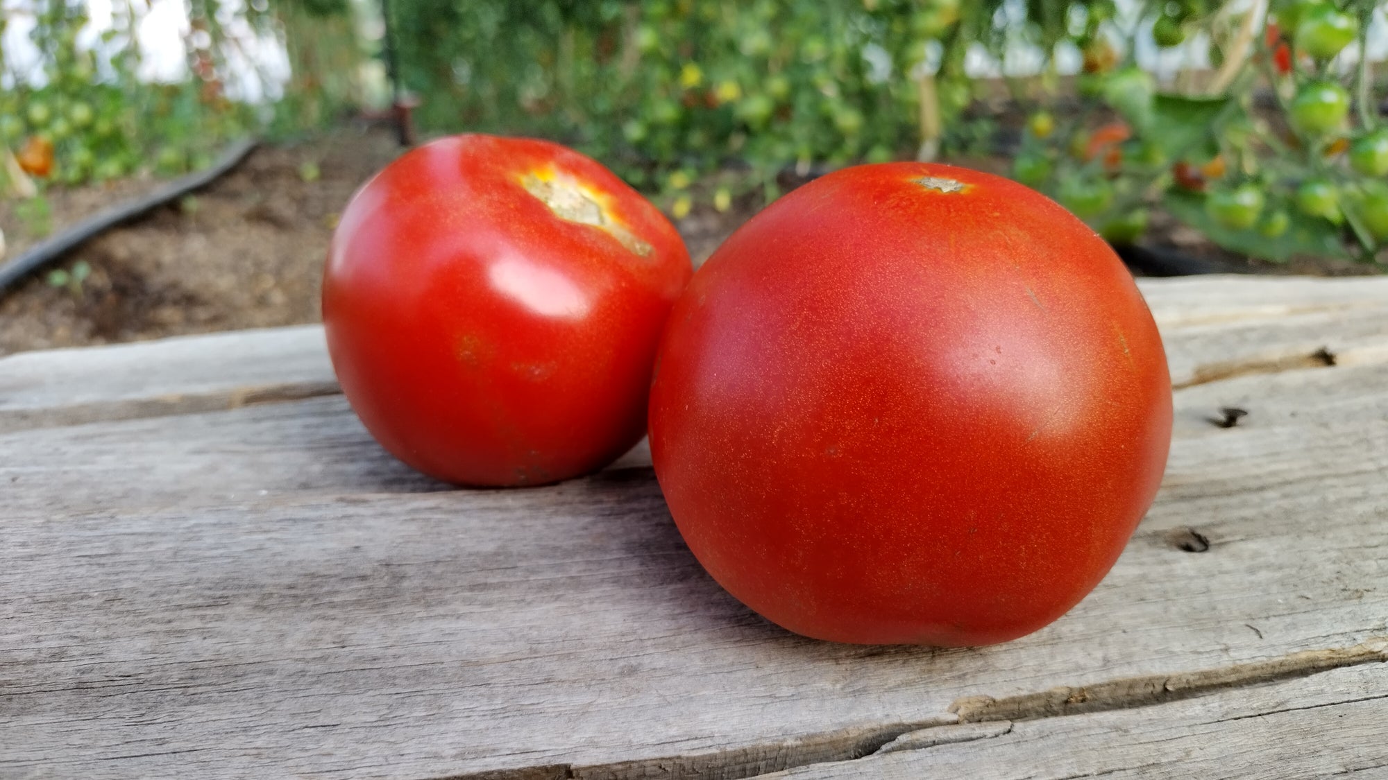 Zach's Slicer Tomatoes (/lb)