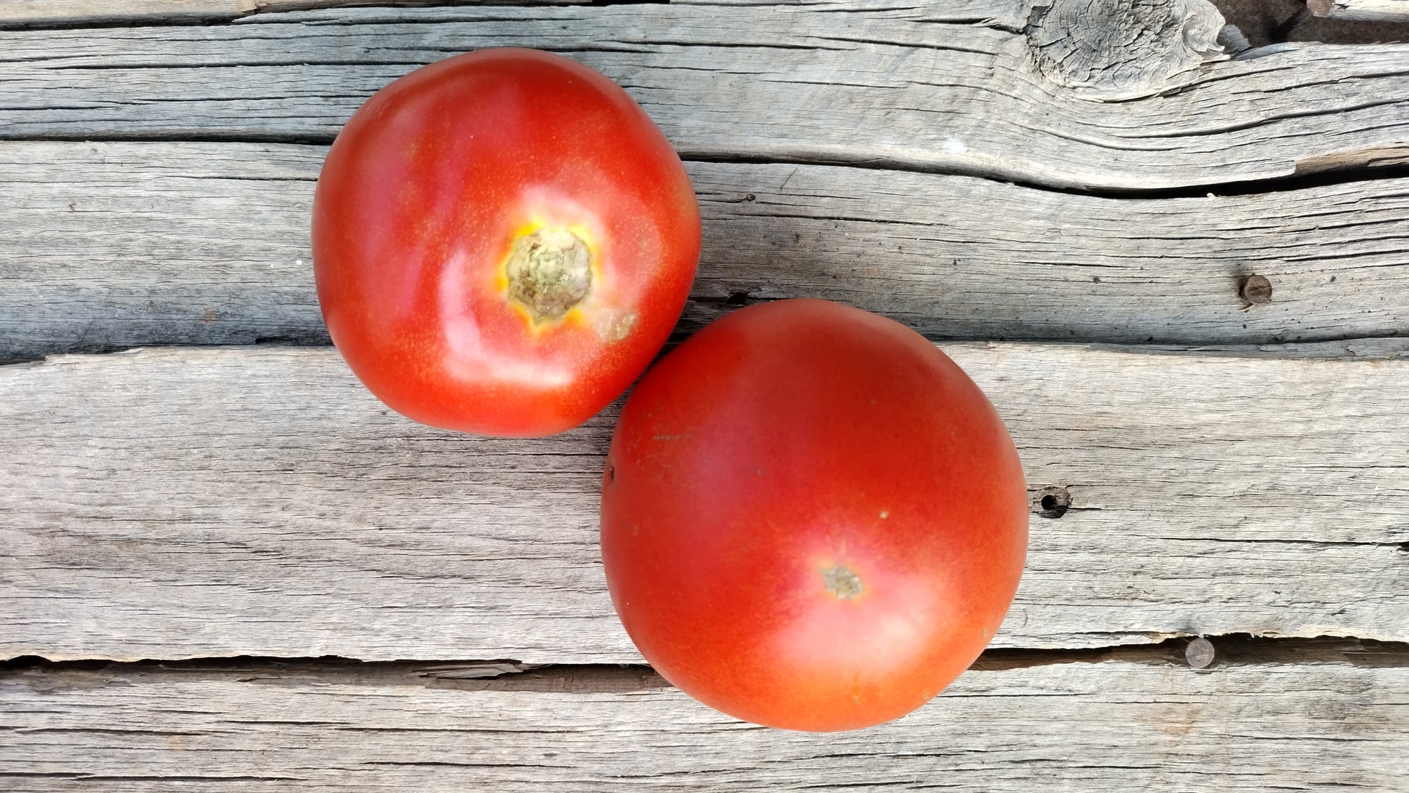 Zach's Slicer Tomatoes (/lb)