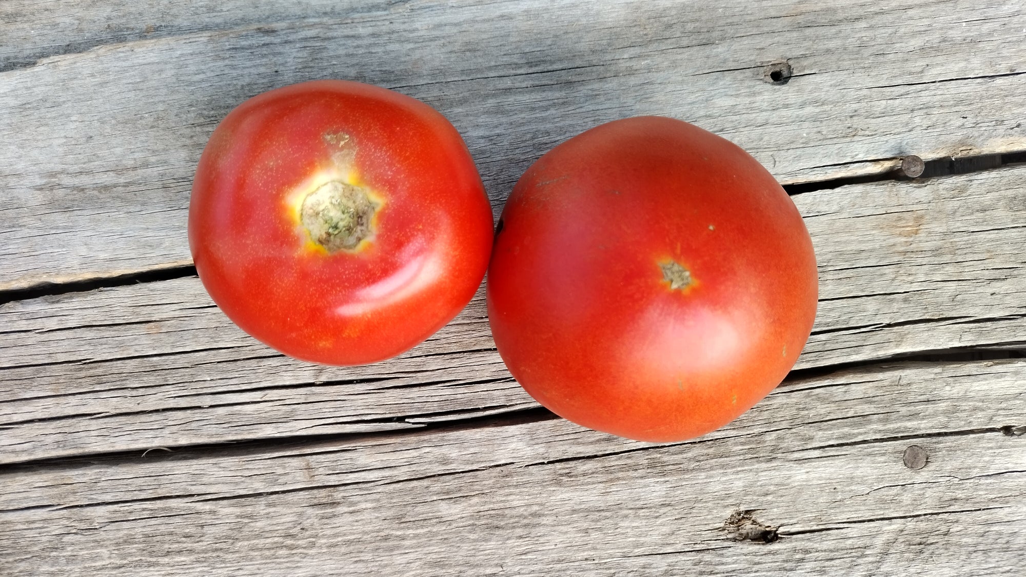 Zach's Slicer Tomatoes (/lb)