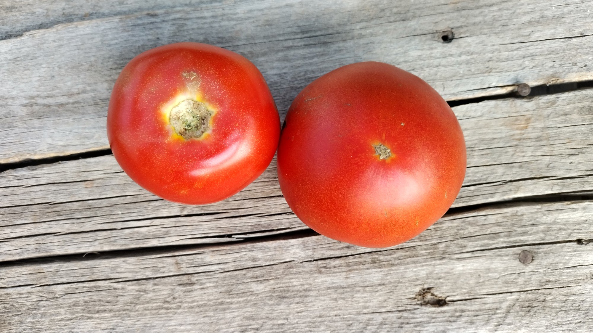 Zach's Slicer Tomatoes (/lb)