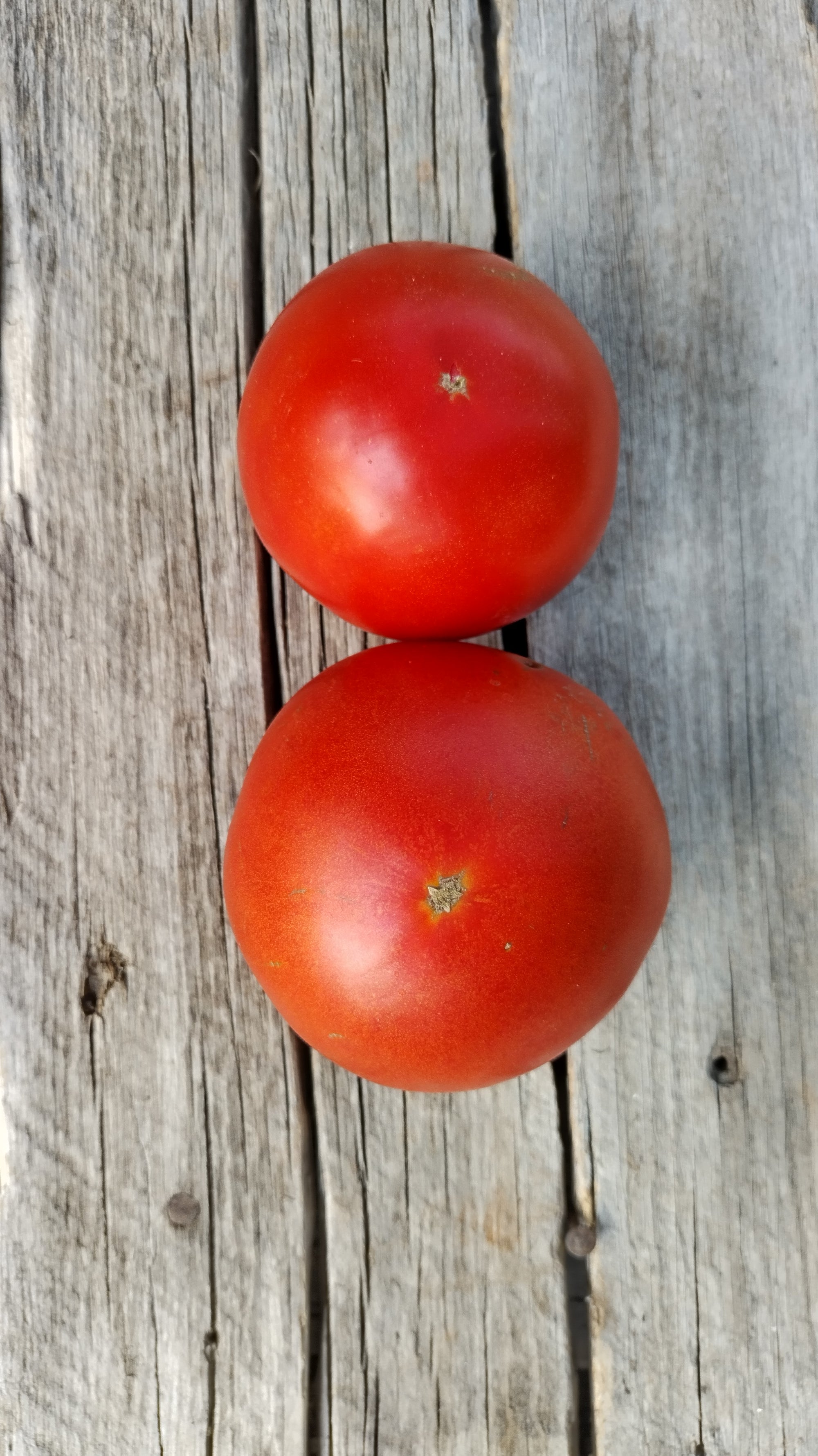 Zach's Slicer Tomatoes (/lb)