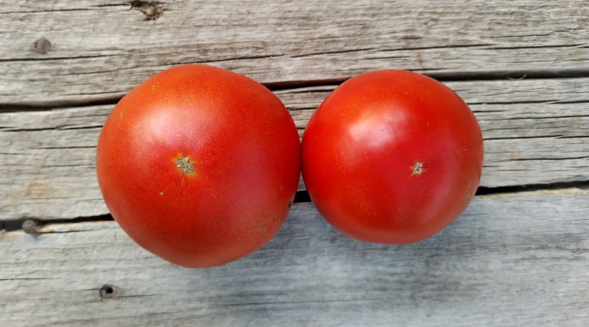 Zach's Slicer Tomatoes (/lb)