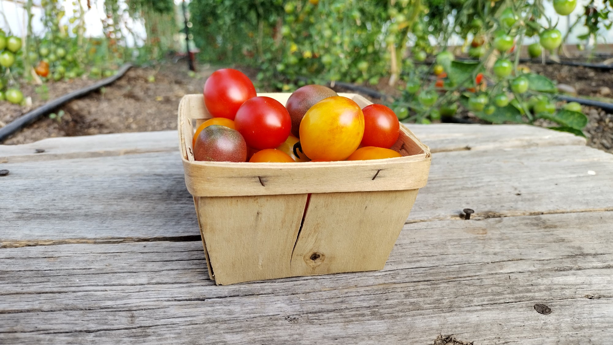 Zach's Cherry Tomatoes (/pint)