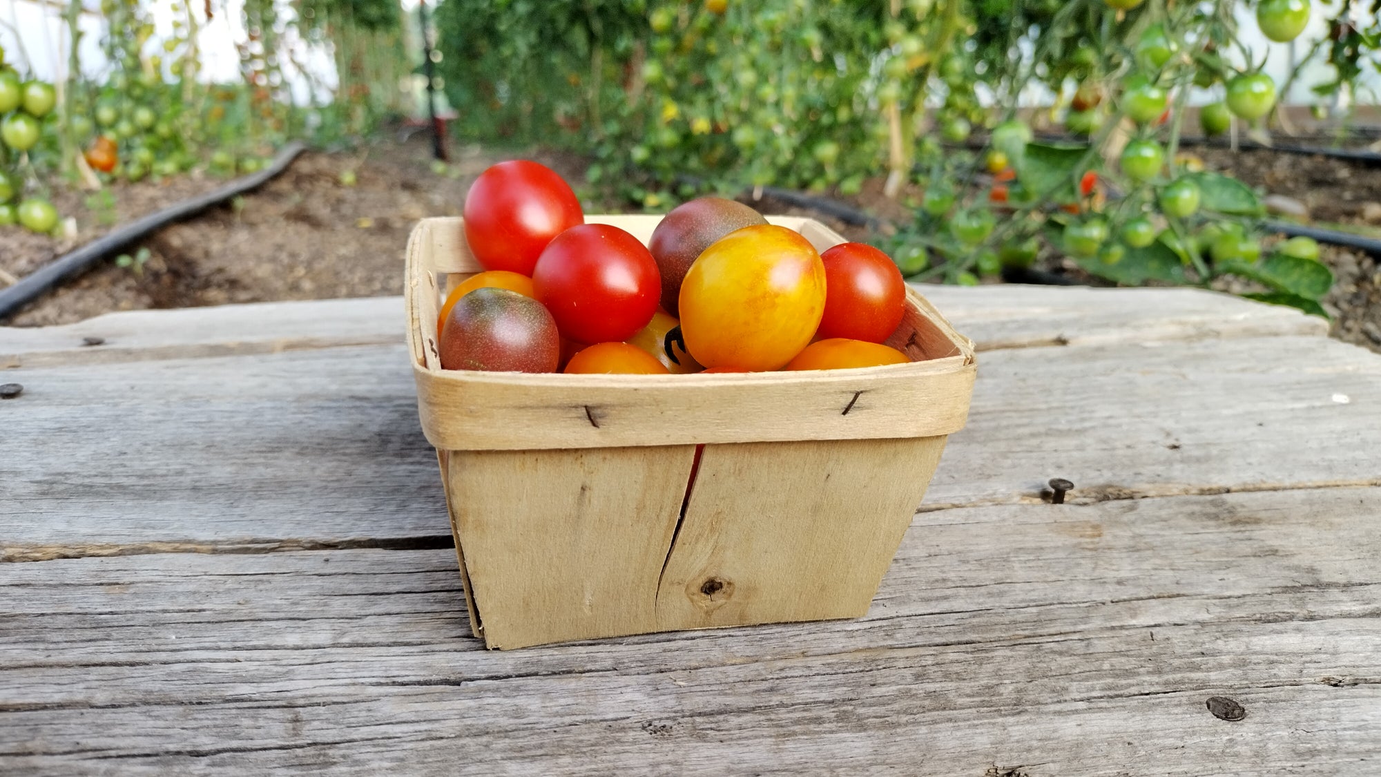 Zach's Cherry Tomatoes (/pint)