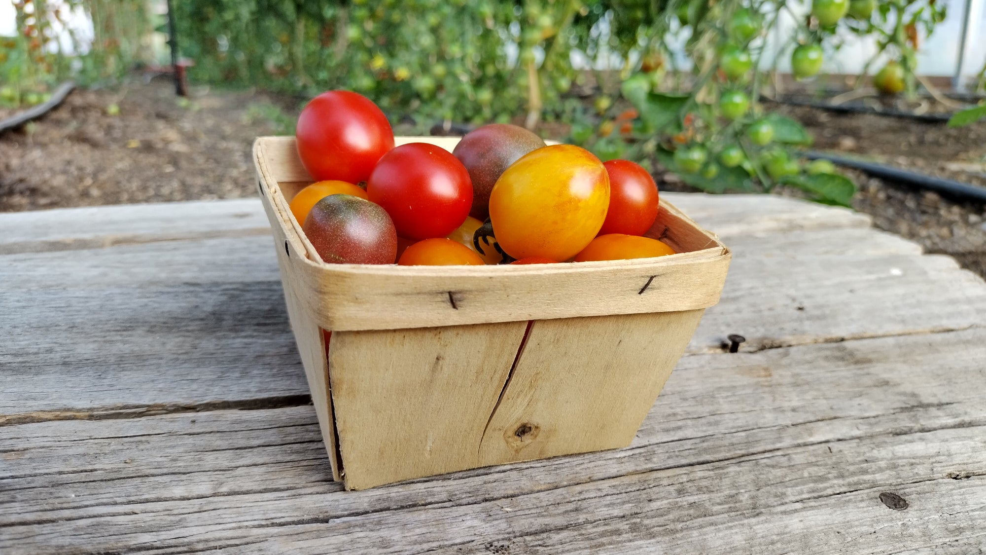 Zach's Cherry Tomatoes (/pint)