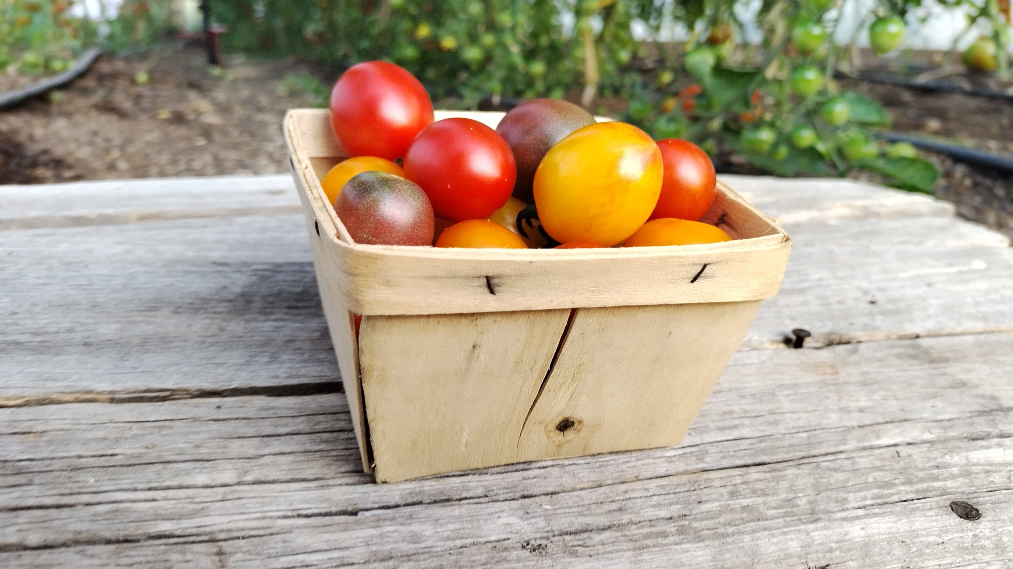 Zach's Cherry Tomatoes (/pint)