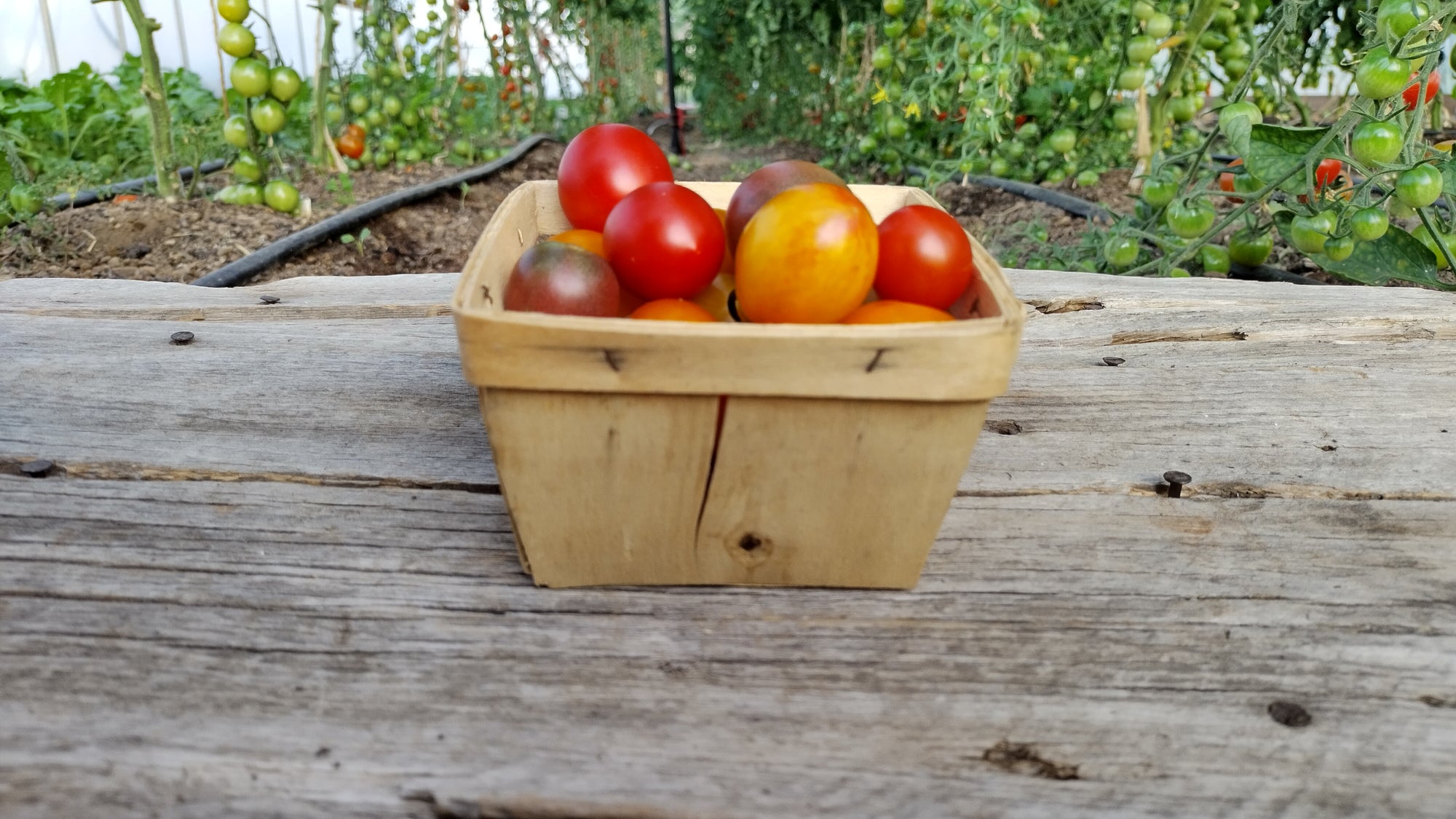 Zach's Cherry Tomatoes (/pint)