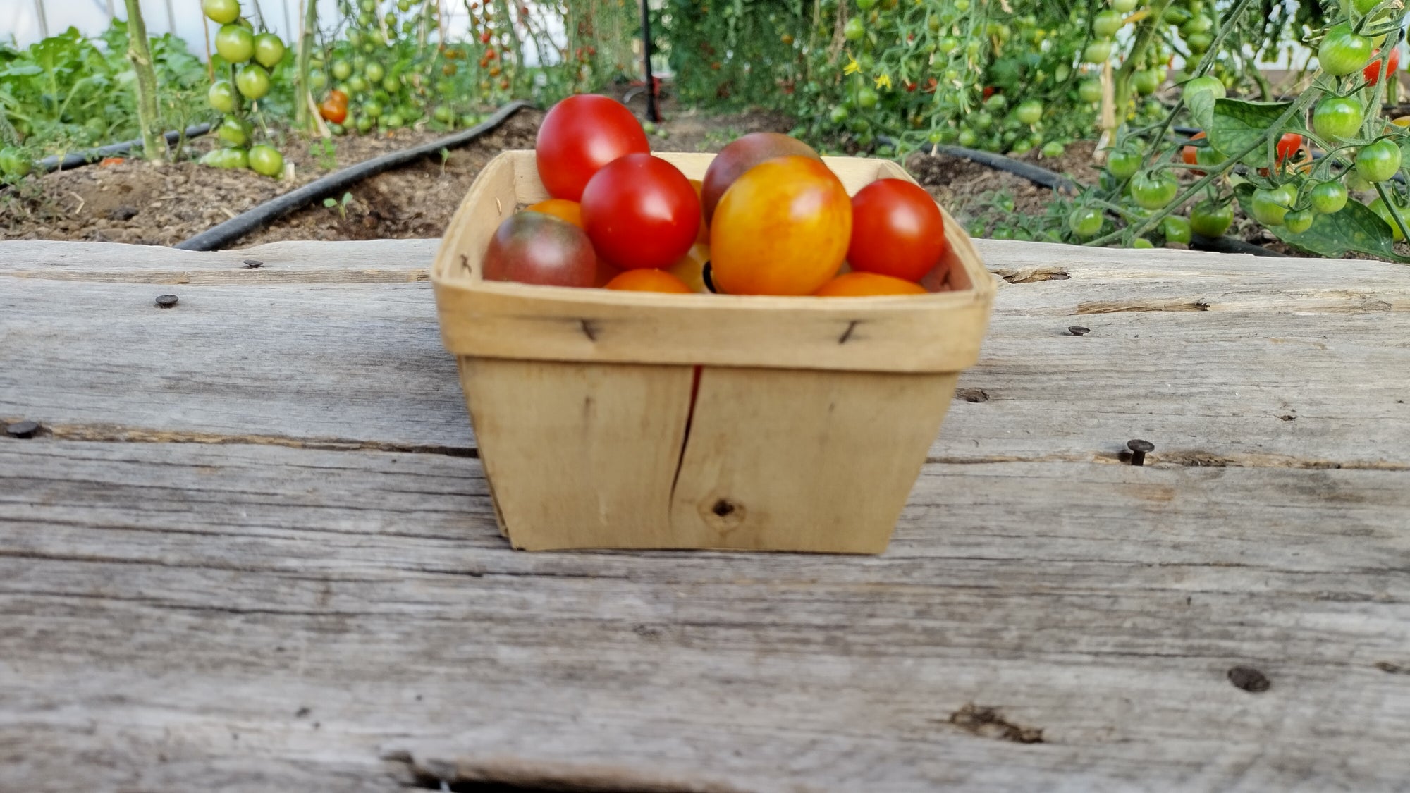 Zach's Cherry Tomatoes (/pint)