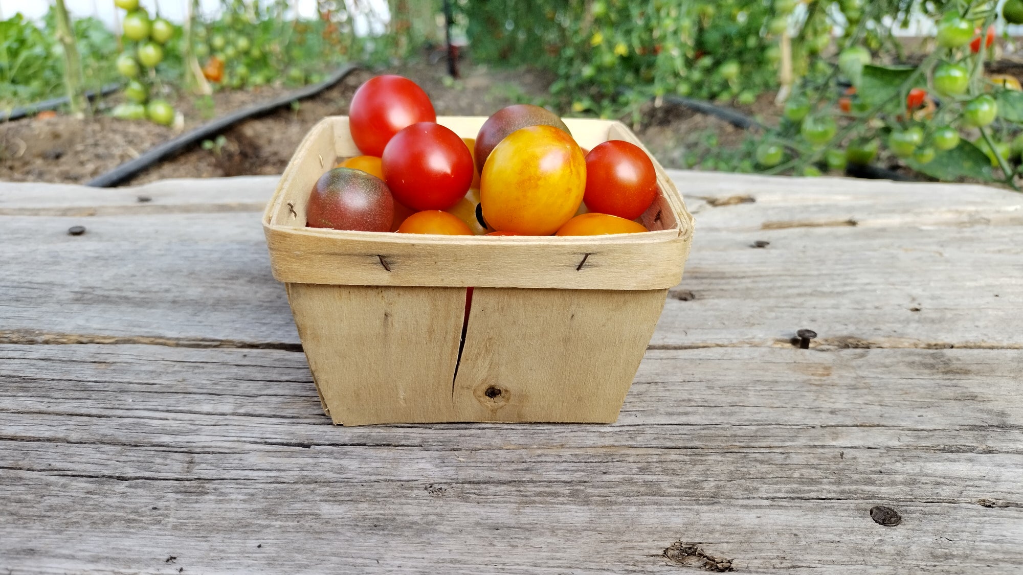 Zach's Cherry Tomatoes (/pint)