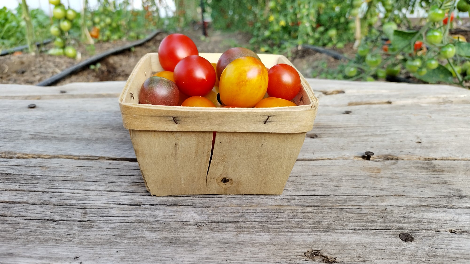Zach's Cherry Tomatoes (/pint)