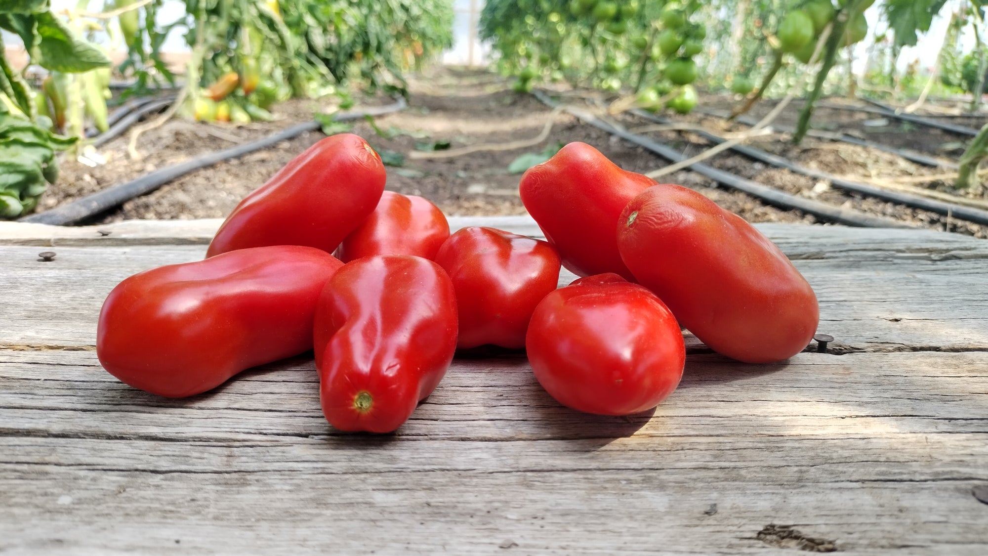 Zach's Paste Tomatoes (/lb)
